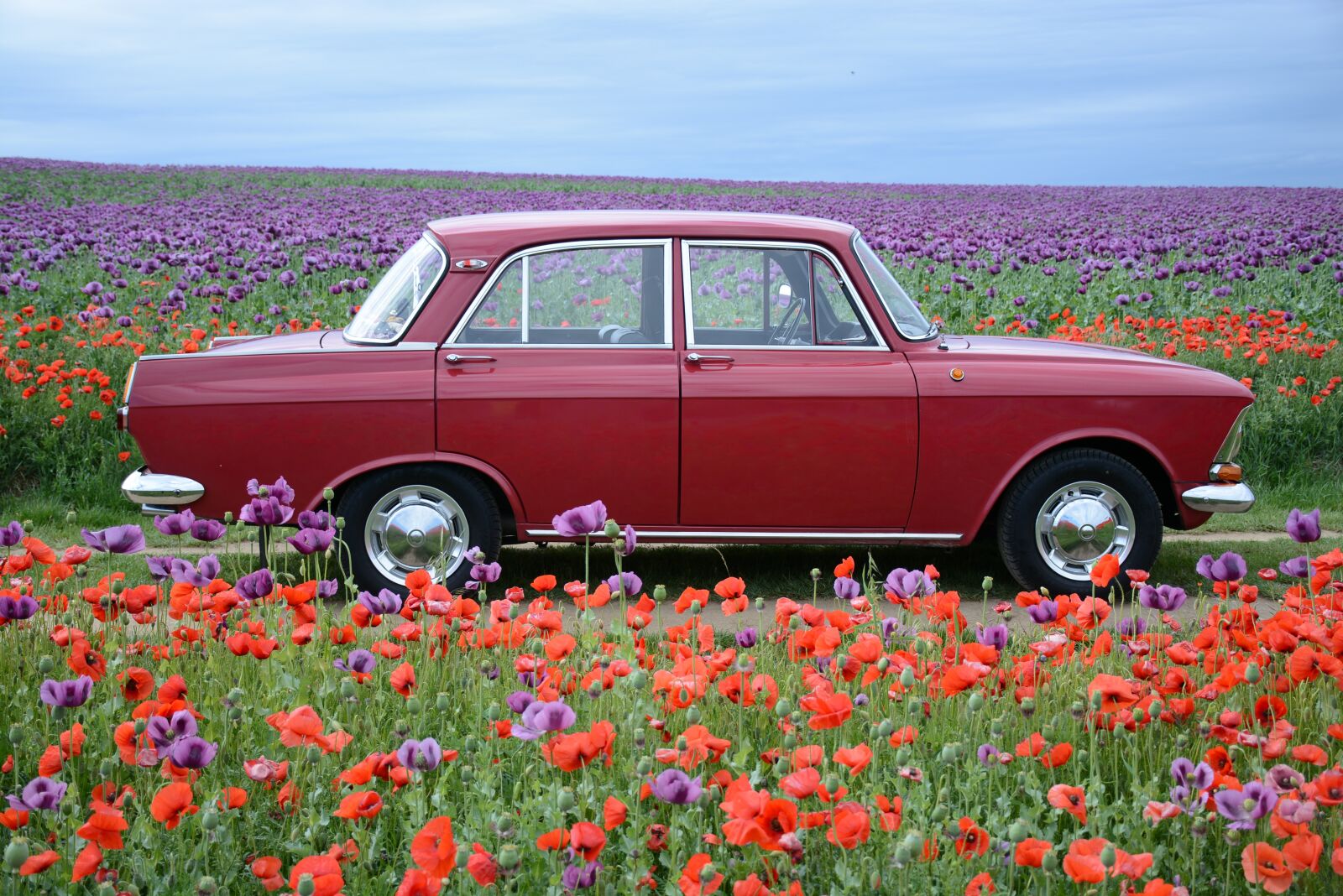 Nikon D7100 sample photo. Moskvich, red weed, poppyhead photography