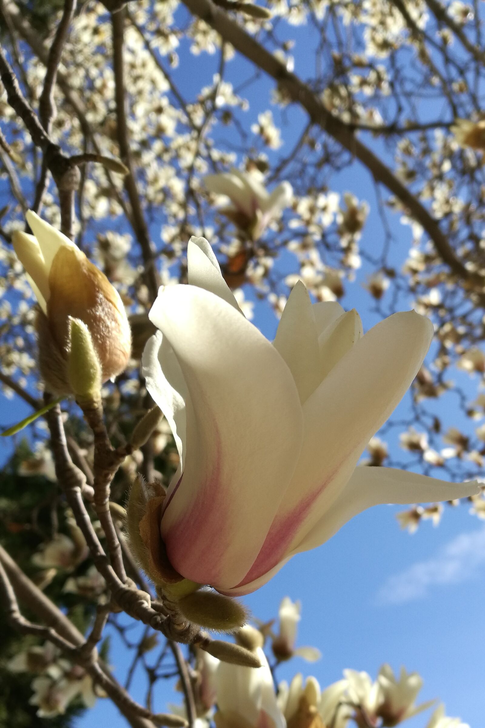 HUAWEI P9 sample photo. Spring ten, magnolia fragrance photography
