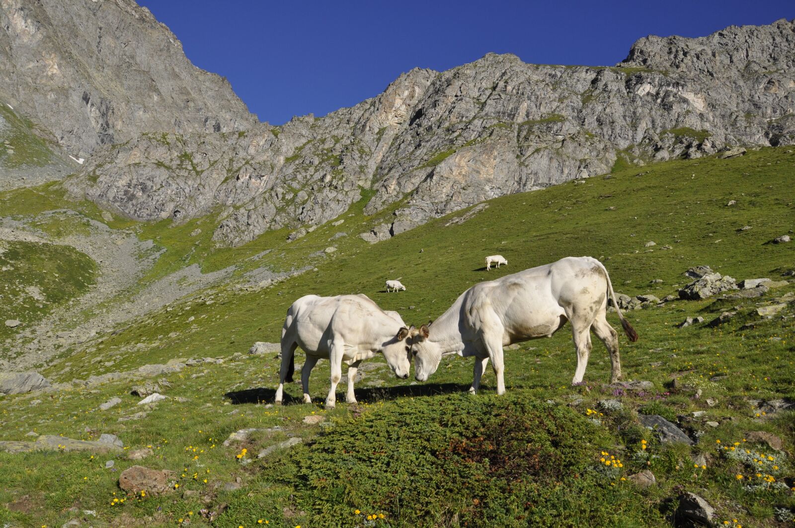 Nikon D5000 sample photo. Nature, landscape, mountain photography