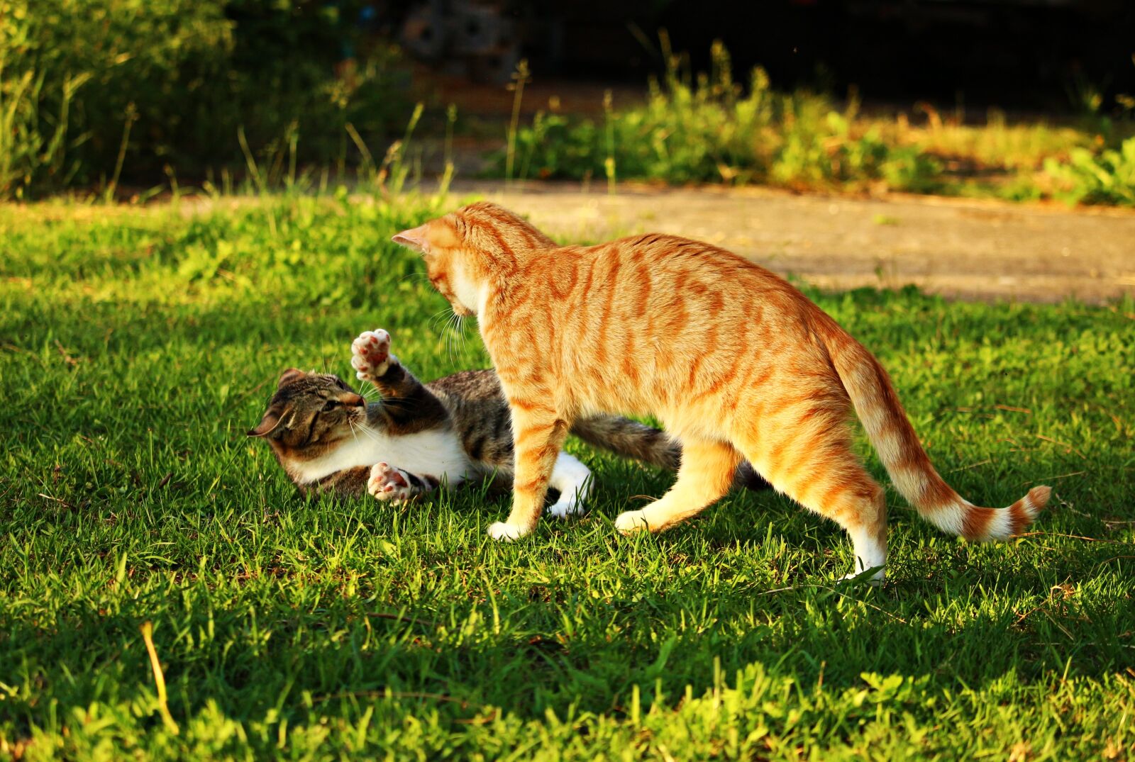 Canon EOS 100D (EOS Rebel SL1 / EOS Kiss X7) sample photo. Cat, mieze, kitten photography