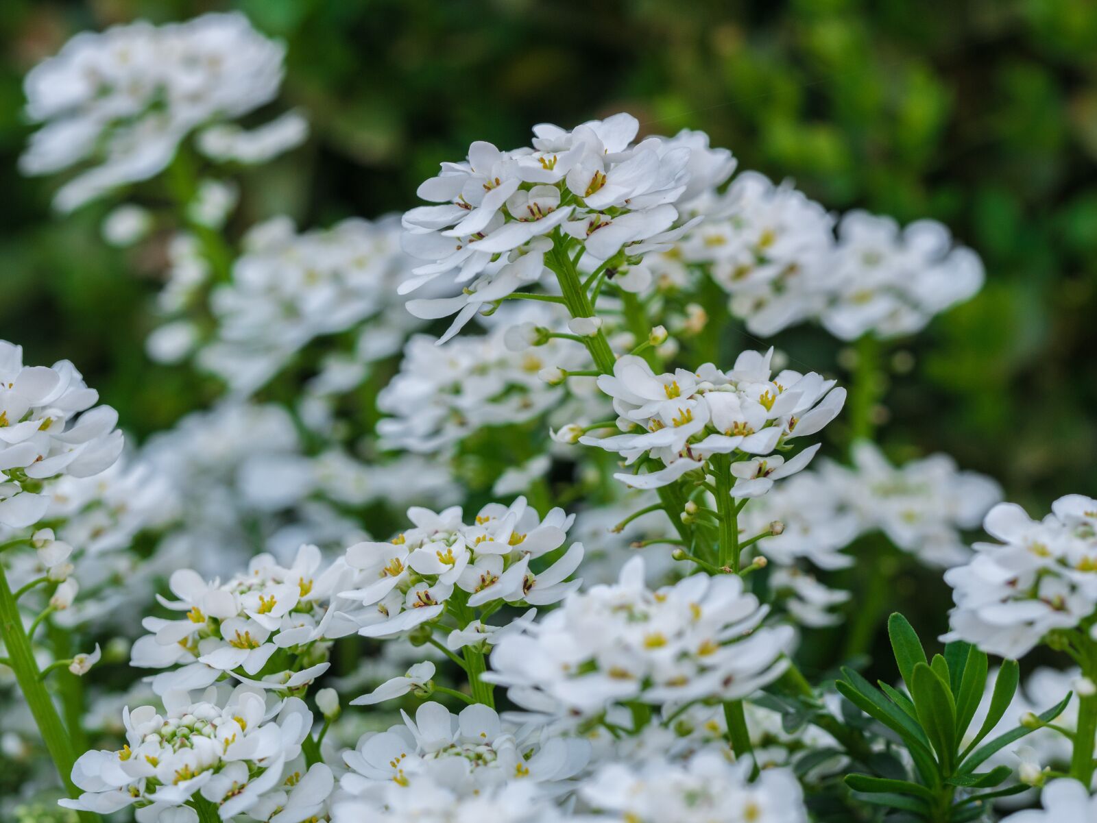 Panasonic DMC-G81 sample photo. Flower, flowers, white photography