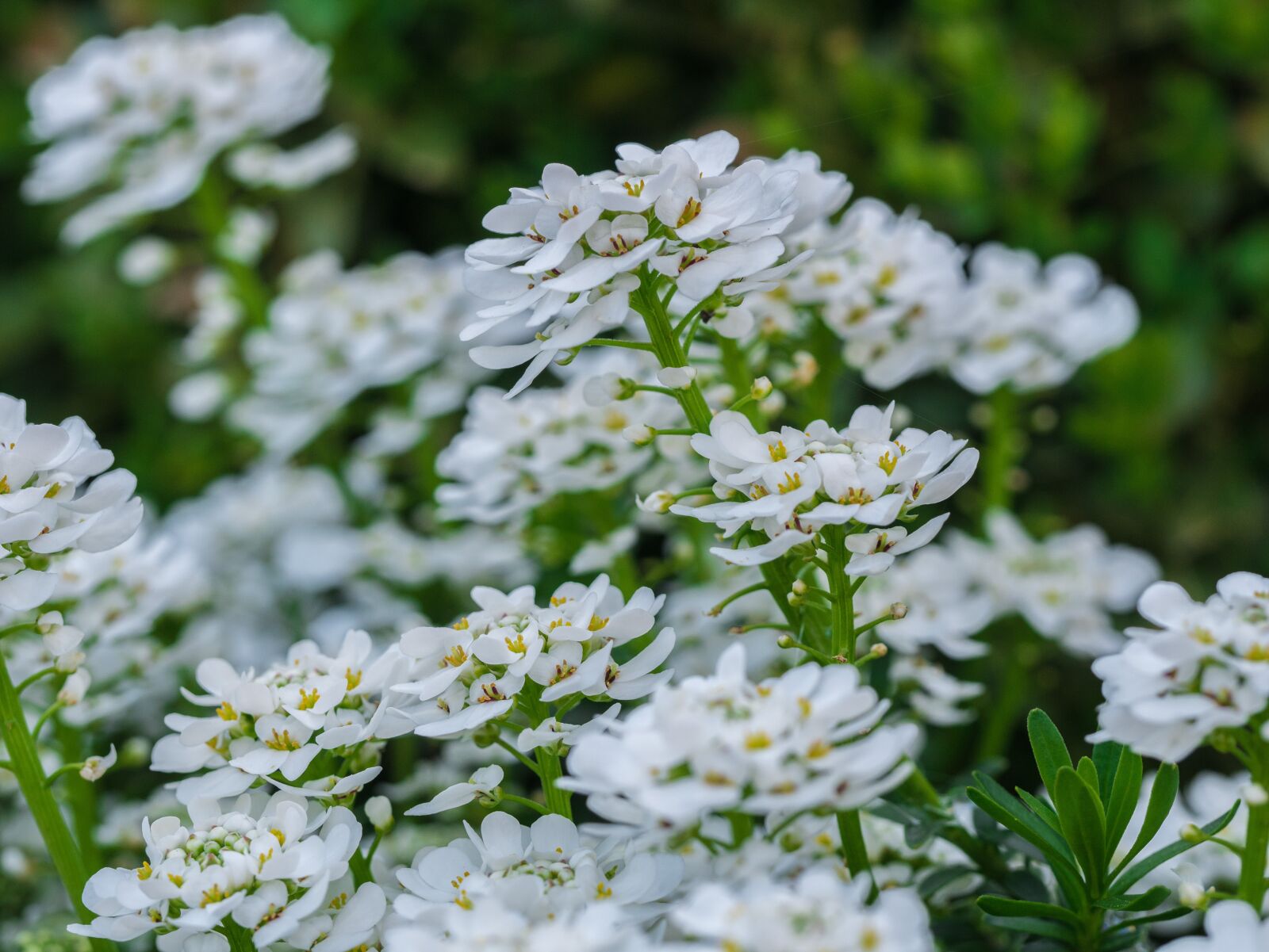 Panasonic DMC-G81 + Olympus M.Zuiko Digital ED 60mm F2.8 Macro sample photo. Flower, flowers, white photography