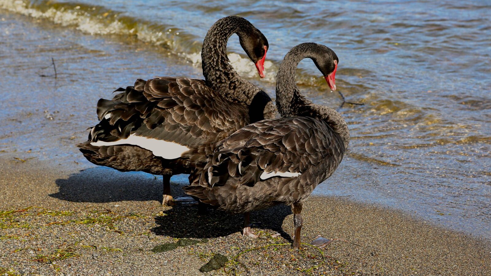 Canon EF 24-105mm F4L IS USM sample photo. Ducks, waterfowl, nature photography