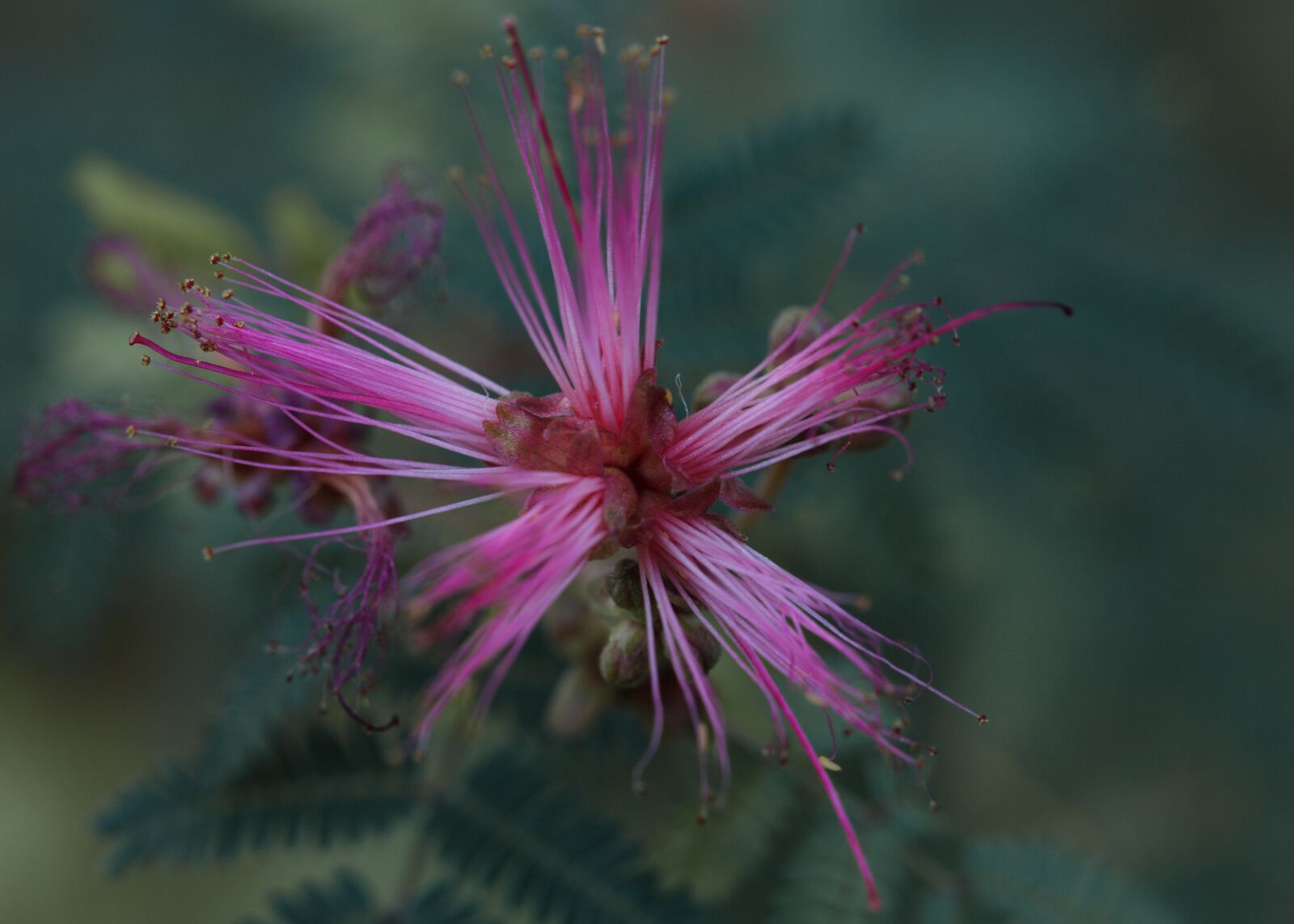 Canon EOS 5D Mark II sample photo. Nature, flower, plant photography