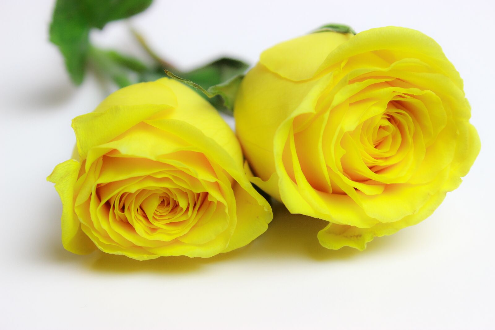 Canon EOS 600D (Rebel EOS T3i / EOS Kiss X5) sample photo. Roses, yellow roses, yellow photography