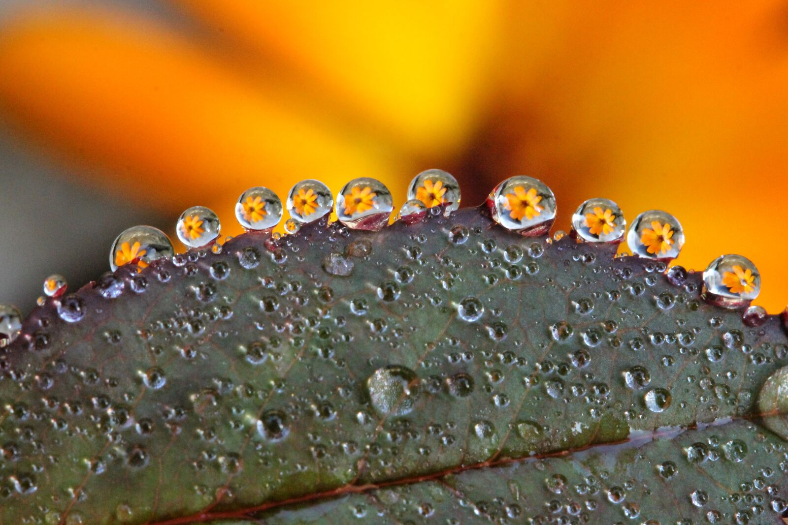 Canon EF-S 60mm F2.8 Macro USM sample photo. Dew-drop, flower, macro photography