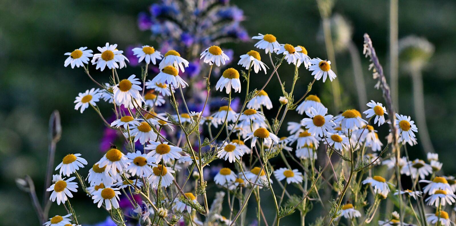 Nikon D500 sample photo. Chamomile, plant, nature photography