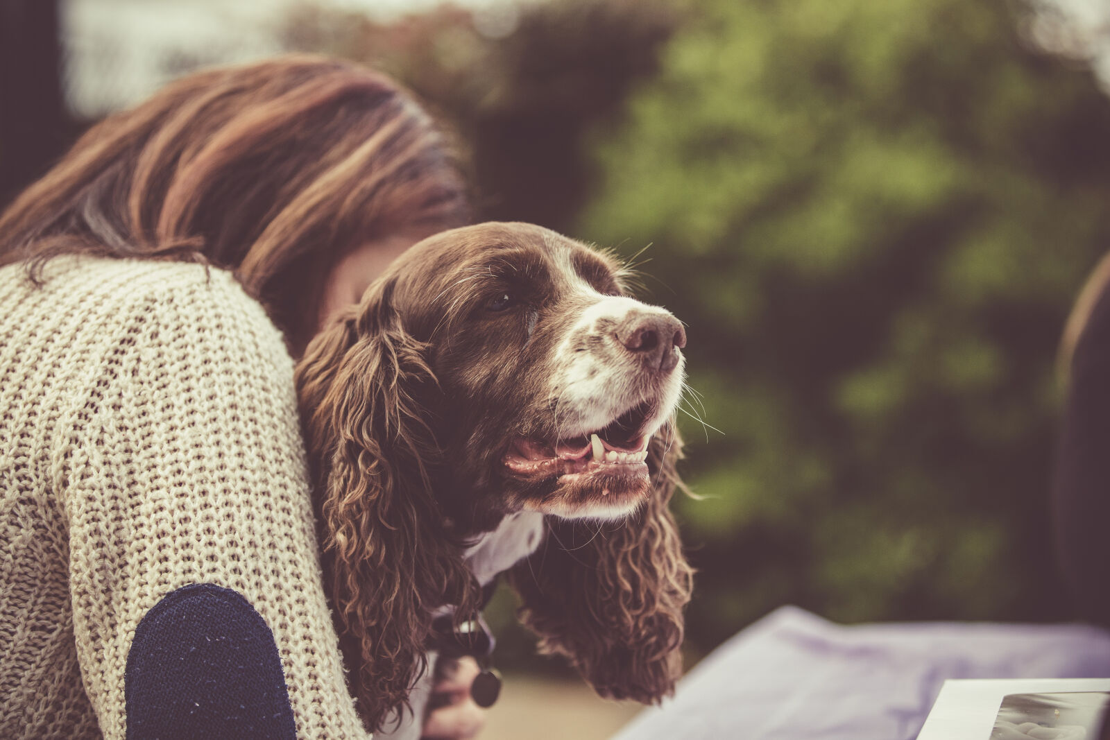 Canon EOS 5D Mark III sample photo. Cavalier, king, charles, spaniel photography
