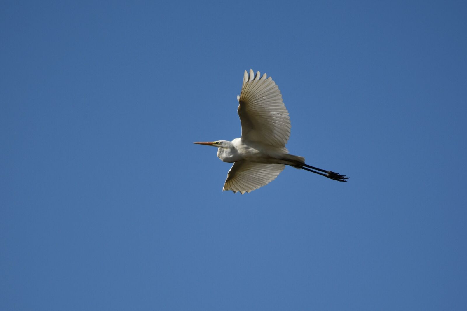 Nikon D7200 sample photo. Animal, sky, bird photography