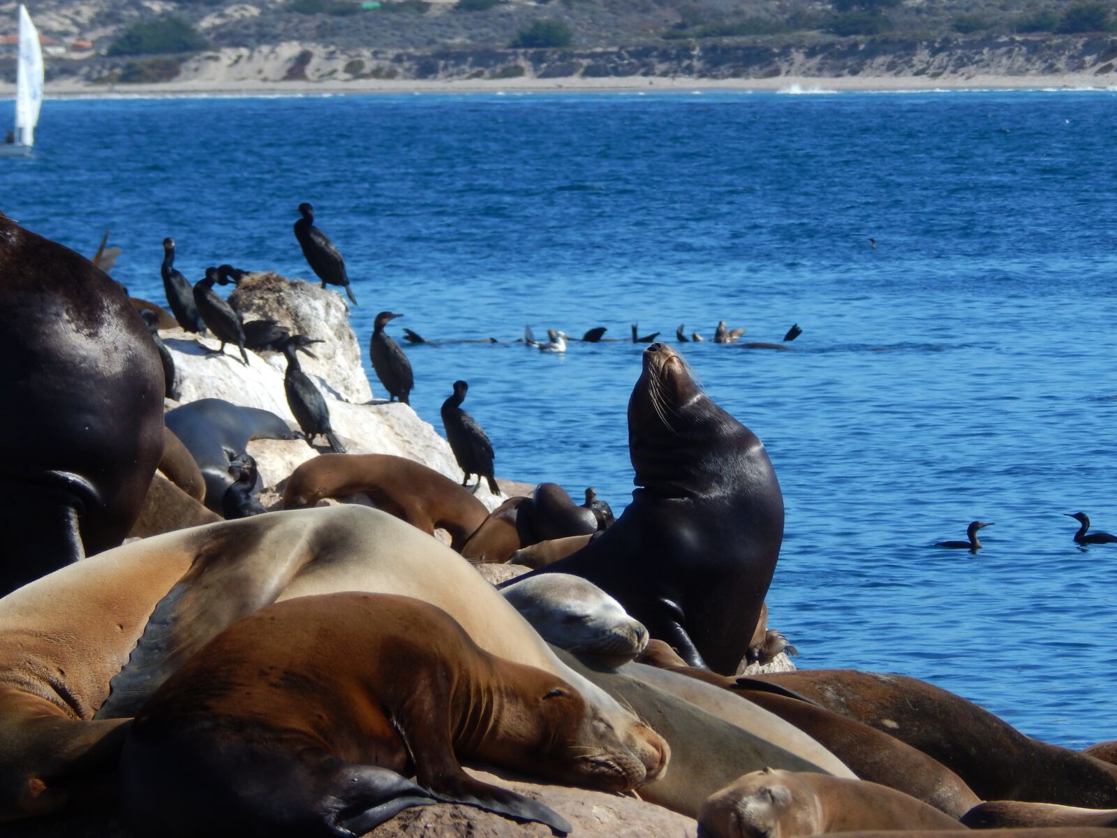 Nikon Coolpix L830 sample photo. Animals, sea lions, sea photography
