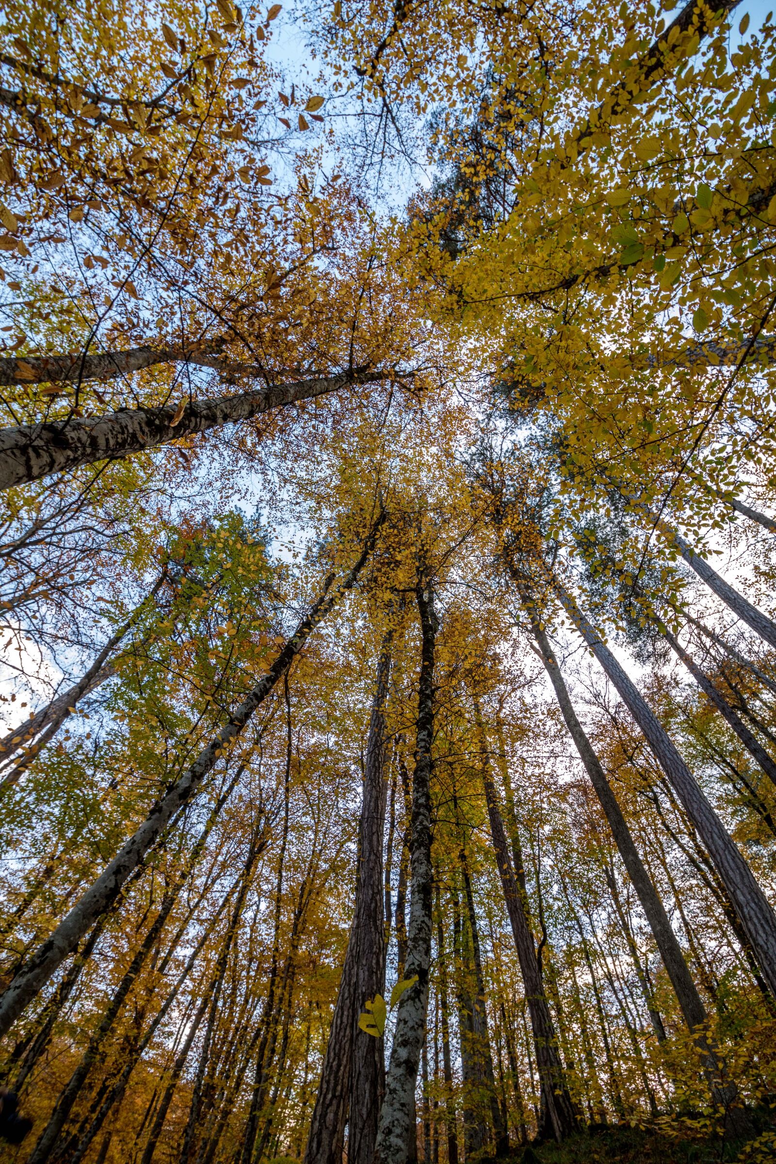 Canon EOS 750D (EOS Rebel T6i / EOS Kiss X8i) sample photo. Nature, autumn, forest photography