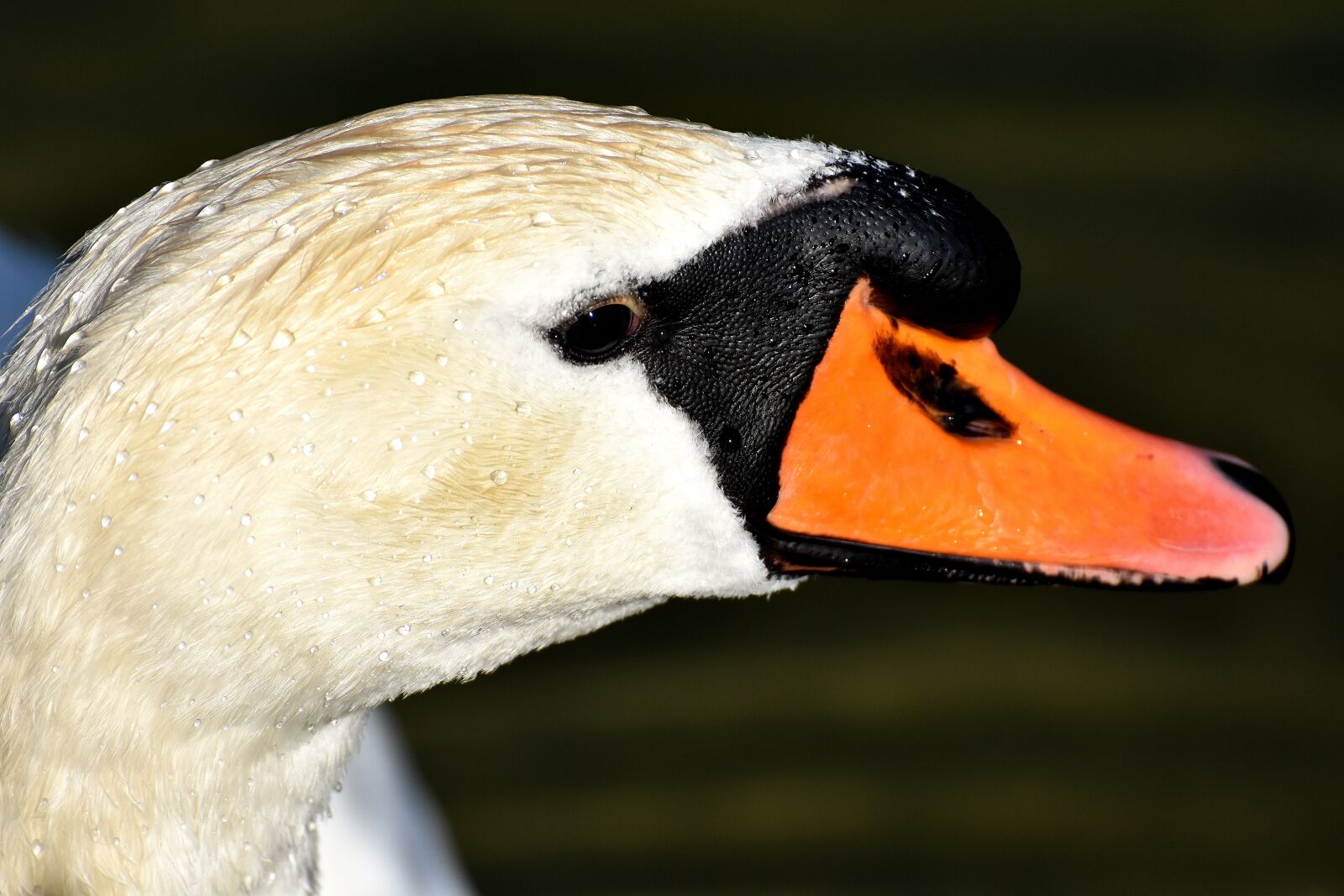 Nikon D7200 sample photo. Swan, close up, bird photography