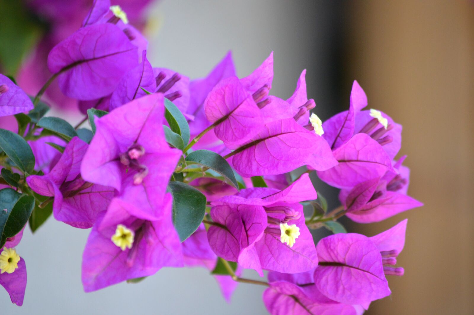 Nikon D3200 sample photo. Flowers, bougainvillea, purple photography