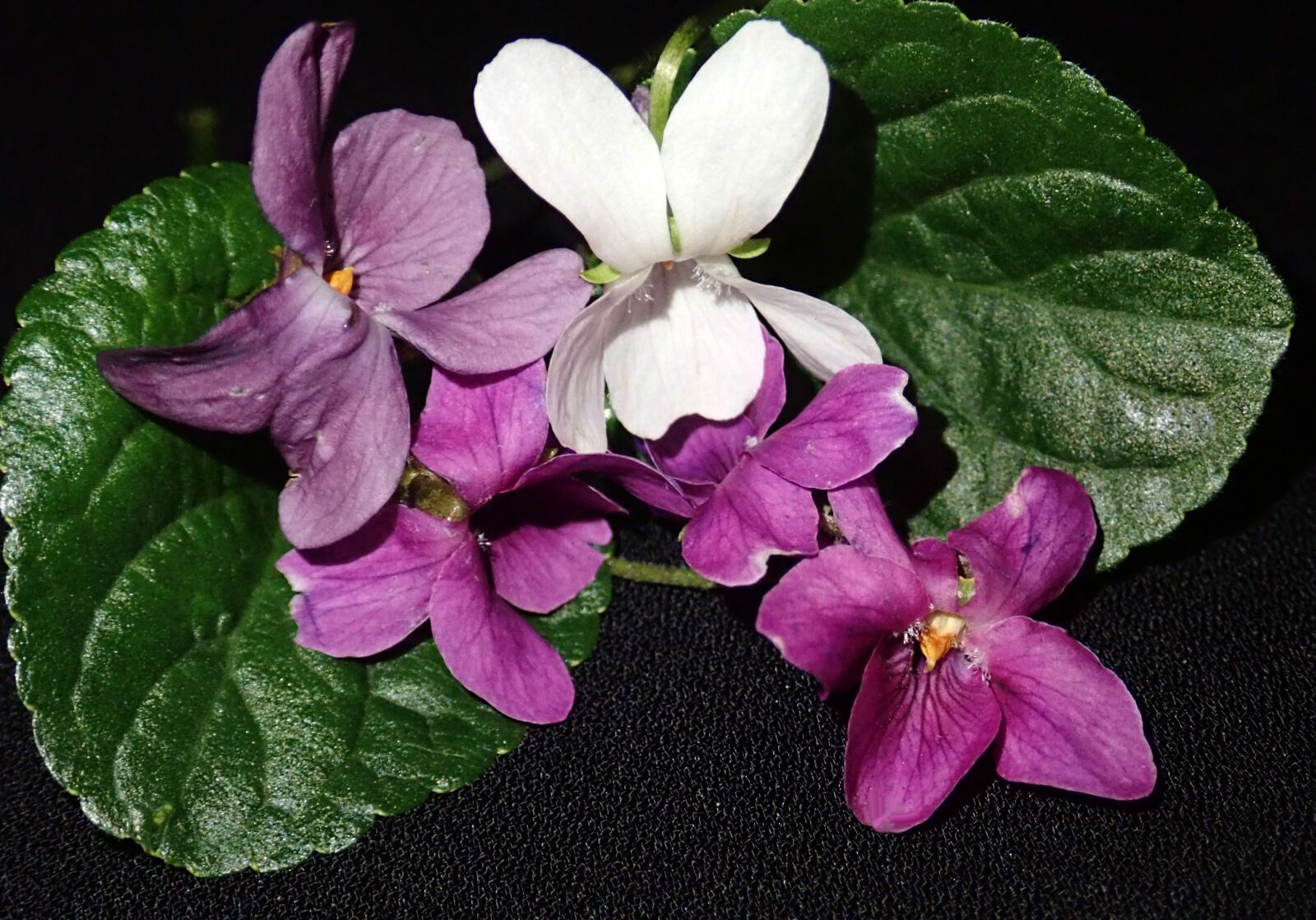 Olympus TG-5 sample photo. Violets, pink, white photography