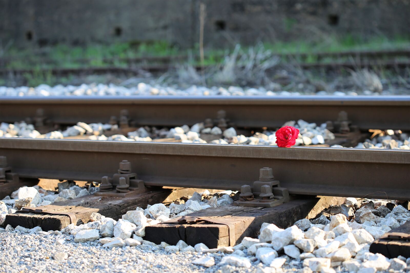 Canon EOS 6D + Canon EF 100mm F2.8 Macro USM sample photo. Red rose on railway photography