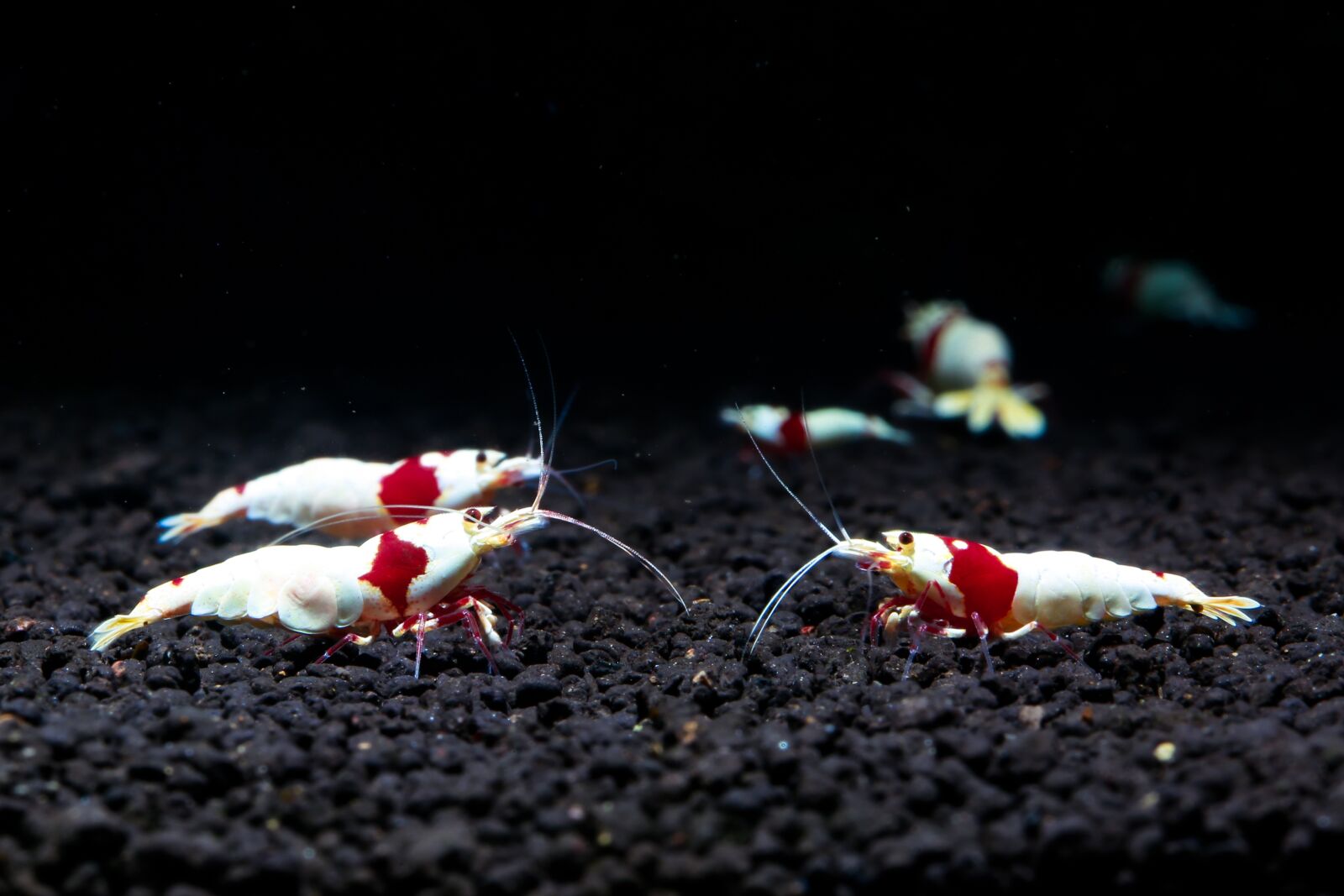 Canon EF 100mm F2.8L Macro IS USM sample photo. Red, ornamental shrimp, crs photography