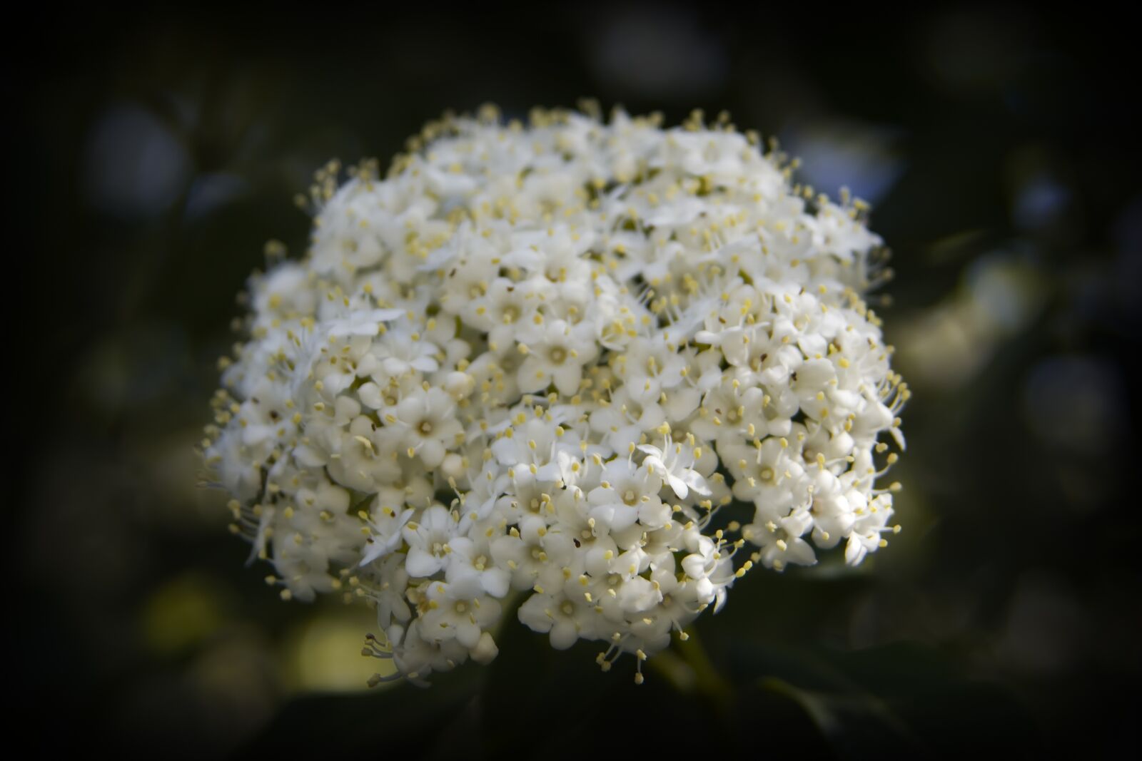 Canon EOS 350D (EOS Digital Rebel XT / EOS Kiss Digital N) sample photo. Flowers, white, bouquet photography