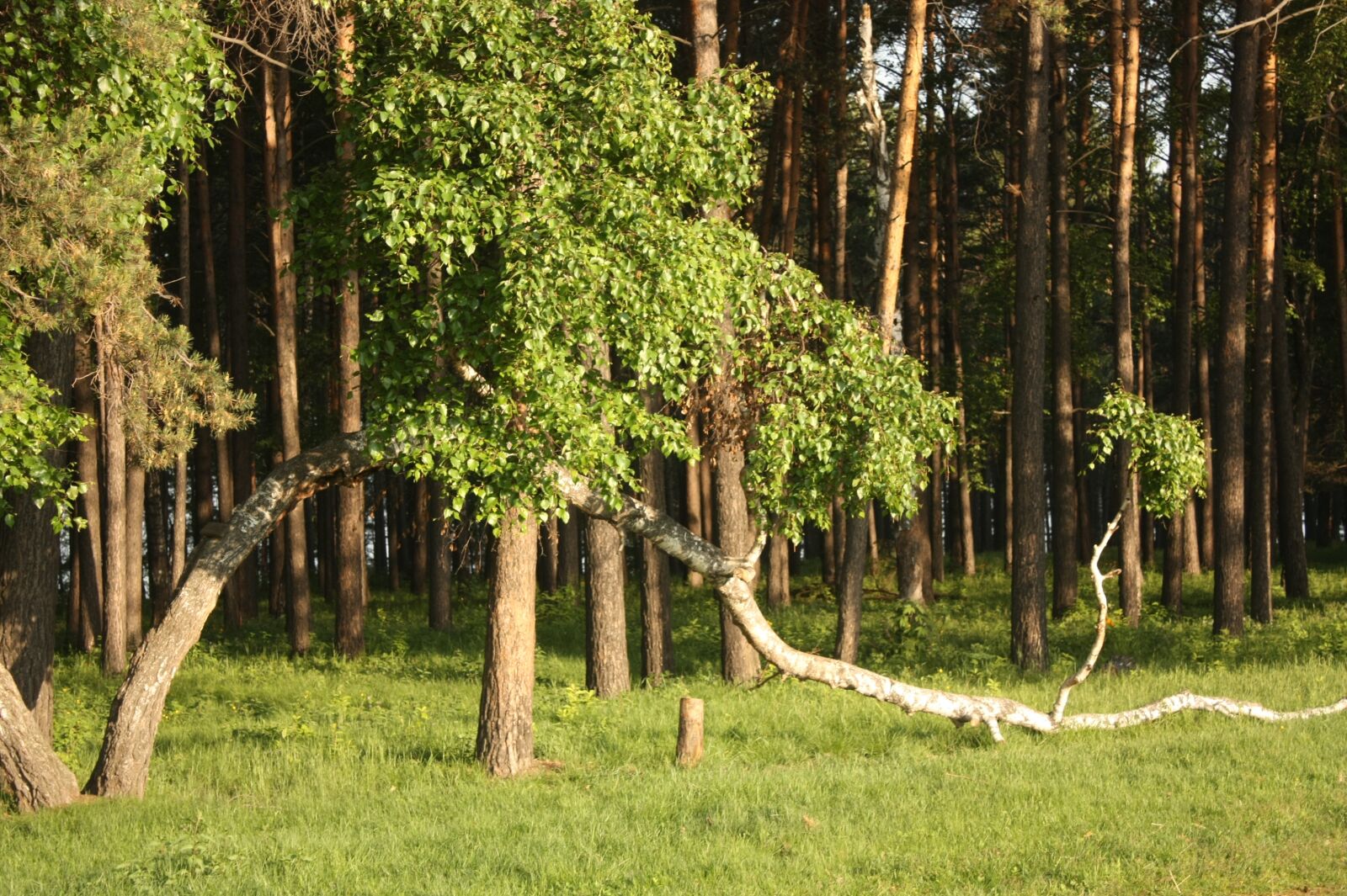 Canon EOS 450D (EOS Rebel XSi / EOS Kiss X2) sample photo. Bow, birch, russian photography