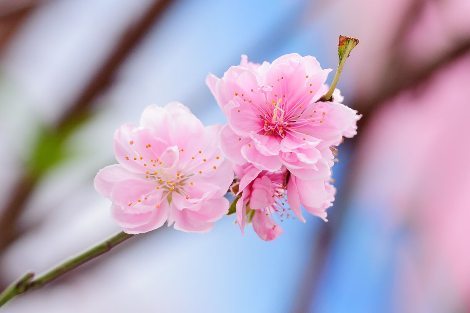 Nikon D700 sample photo. Peach, peach flower, flower photography