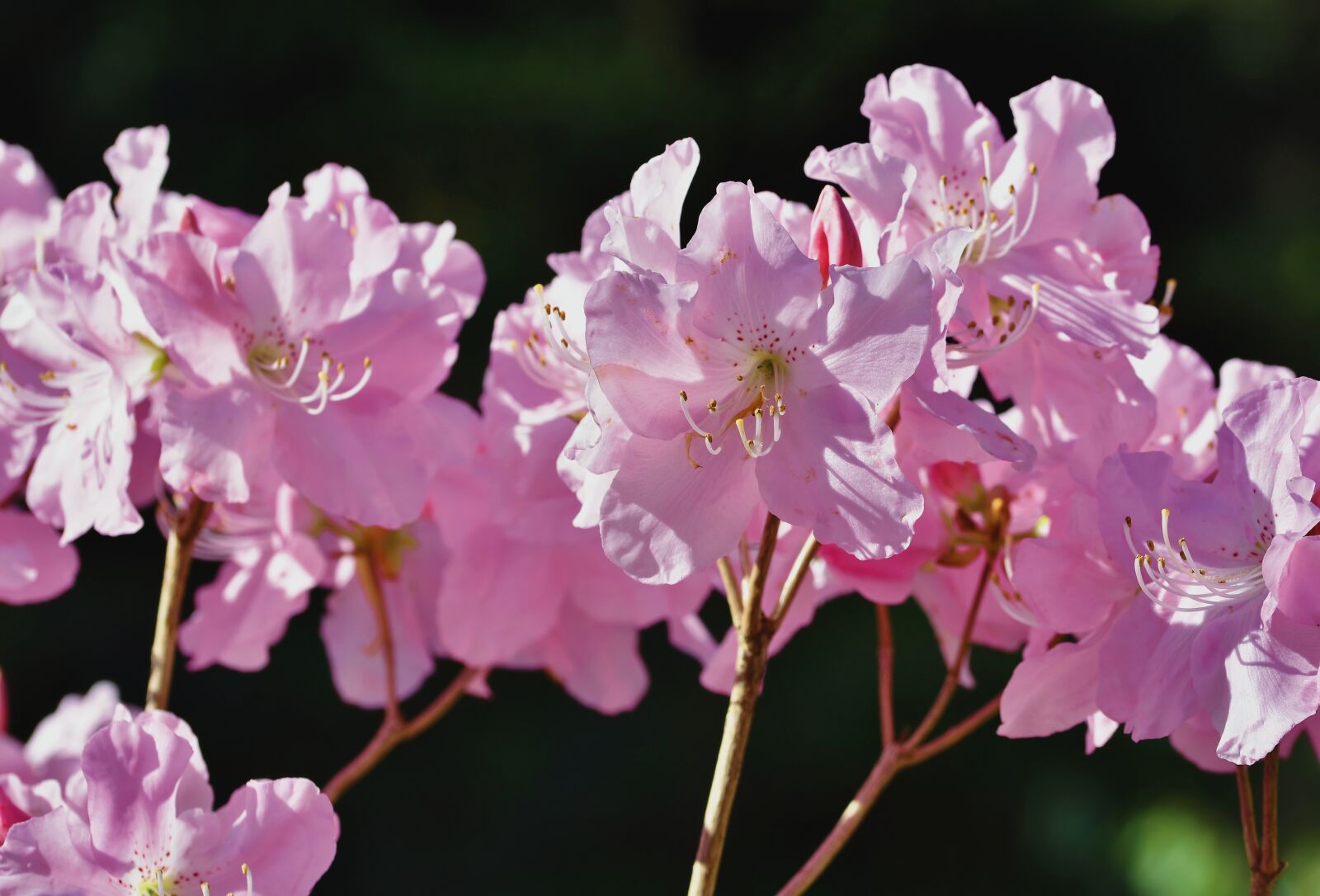 Nikon D7200 sample photo. Rhododendron, rhododendron buds, rhododendron photography