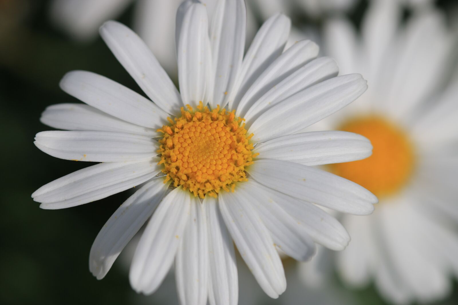 Canon EOS 70D + Canon EF 100mm F2.8 Macro USM sample photo. Daisy, white, flower photography
