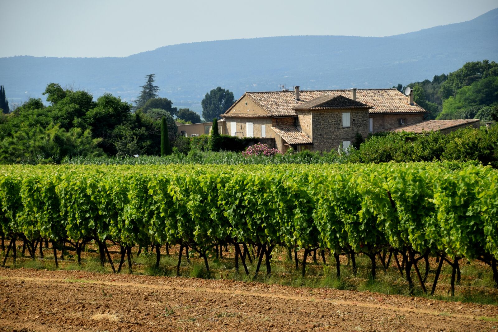 Nikon D5300 sample photo. Vineyard, grapes, winery photography