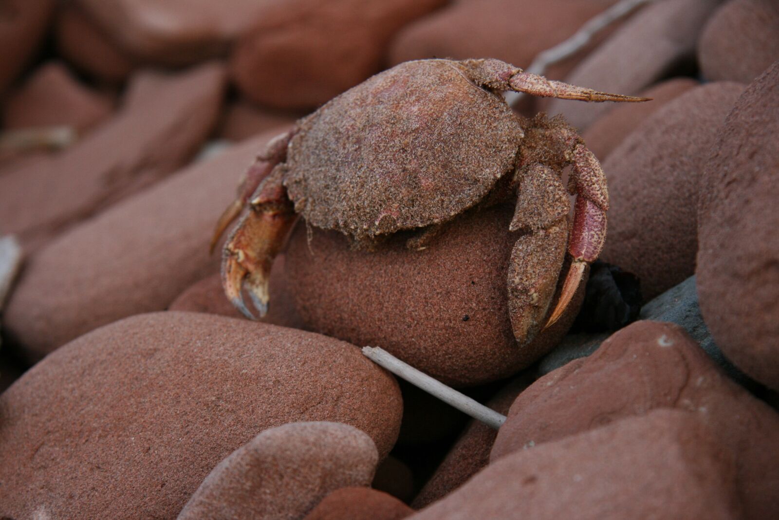Canon EOS 400D (EOS Digital Rebel XTi / EOS Kiss Digital X) sample photo. Crab, sandy, beach rocks photography