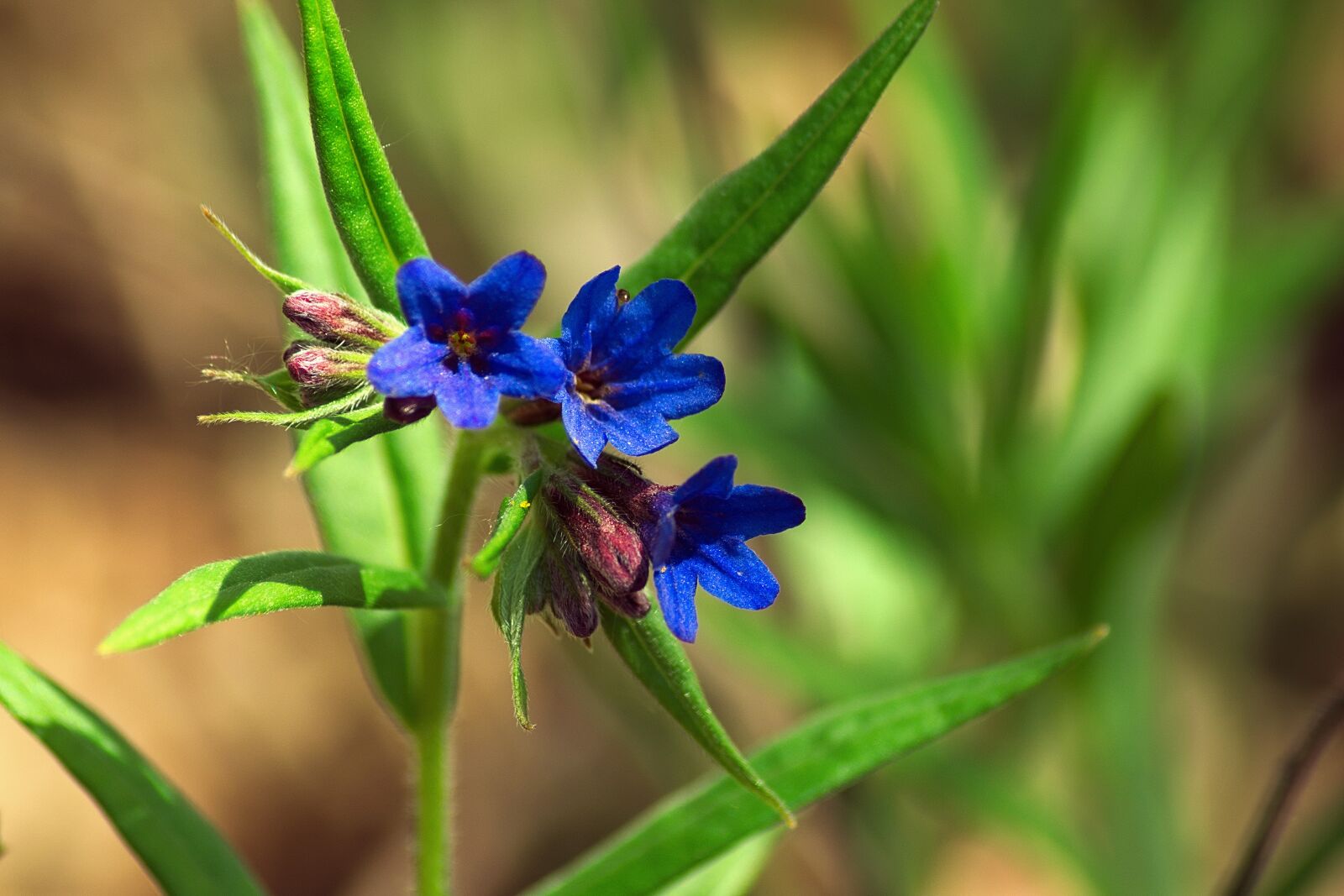 Nikon D3300 sample photo. Lungwort, plant, forest photography
