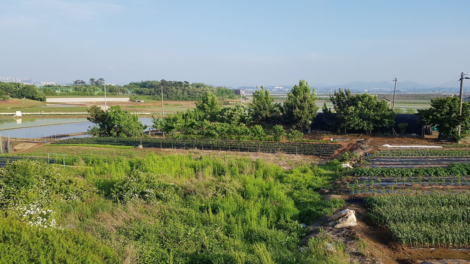 Samsung Galaxy S7 sample photo. Rice fields, power, landscape photography