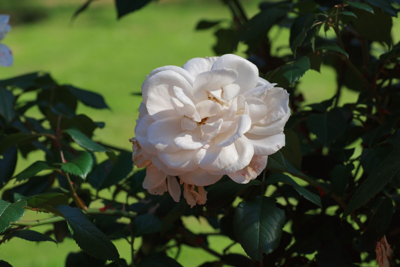 Sony SLT-A68 sample photo. Flower, blütenweiss, garden photography