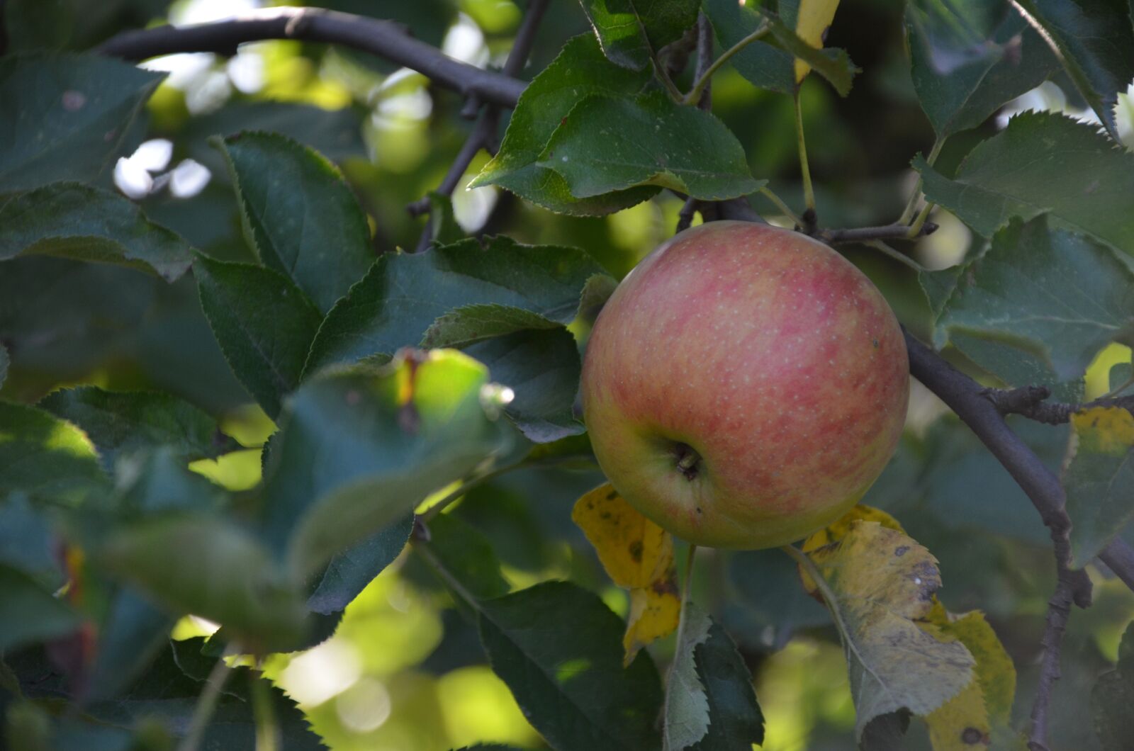 Nikon D5100 sample photo. Apple, green, green apple photography