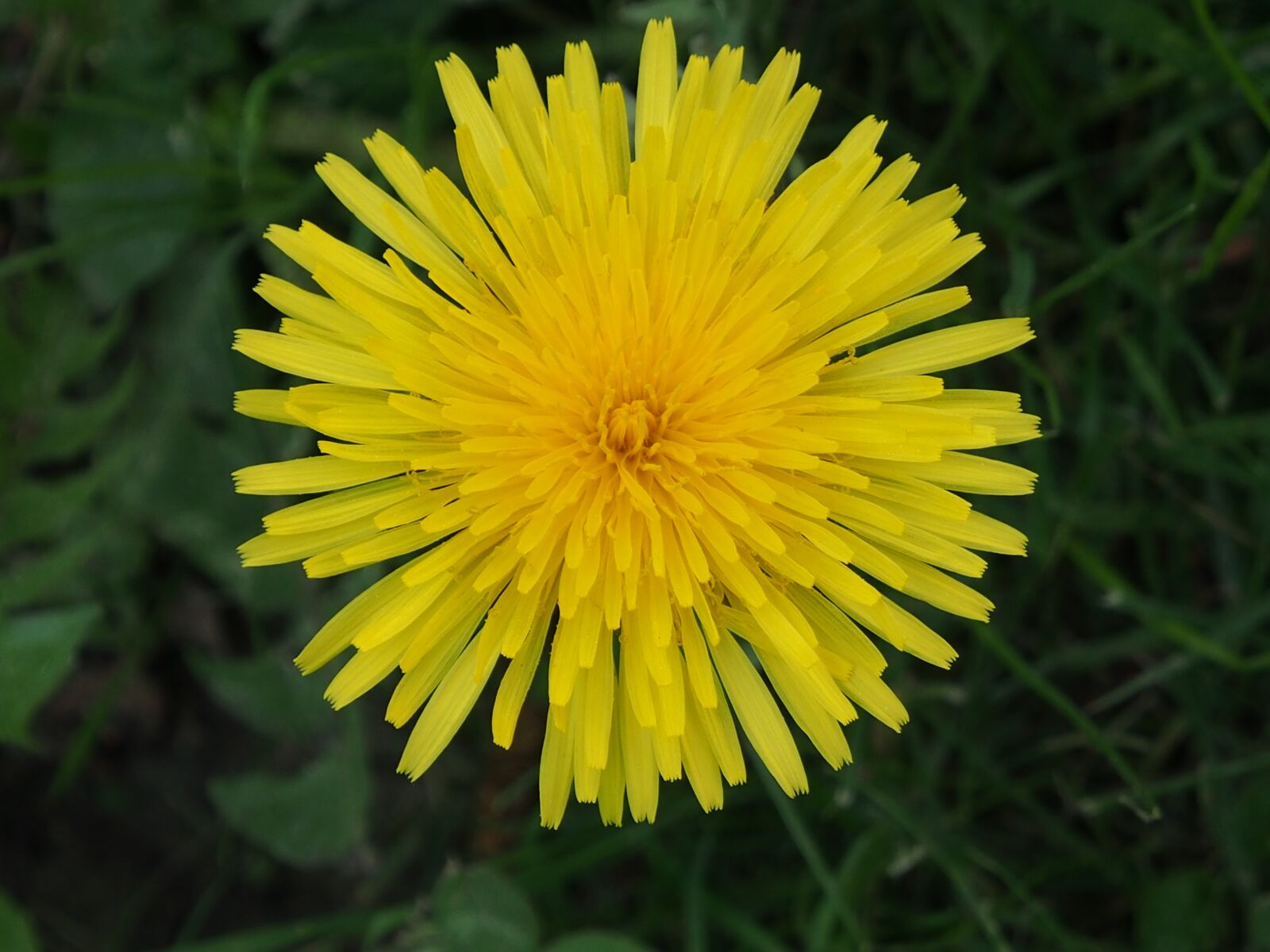 Olympus OM-D E-M5 sample photo. Dandelion, yellow, blossom photography