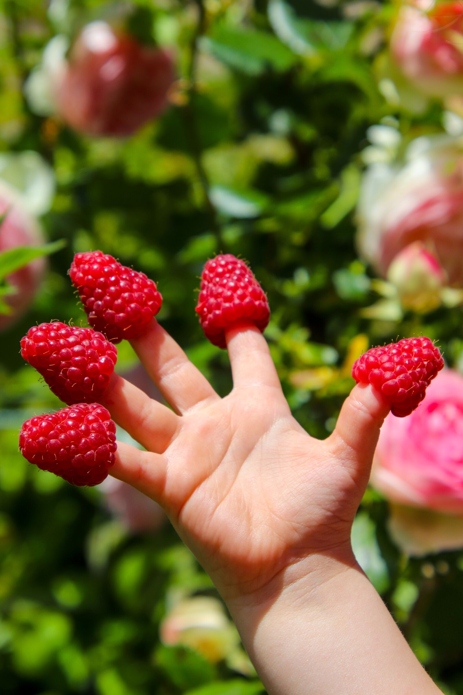 Canon EOS 800D (EOS Rebel T7i / EOS Kiss X9i) sample photo. Raspberry, fruit, berries photography