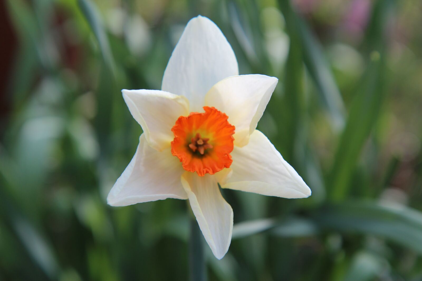 Canon EOS 600D (Rebel EOS T3i / EOS Kiss X5) sample photo. Narcissus, narcissus white, spring photography