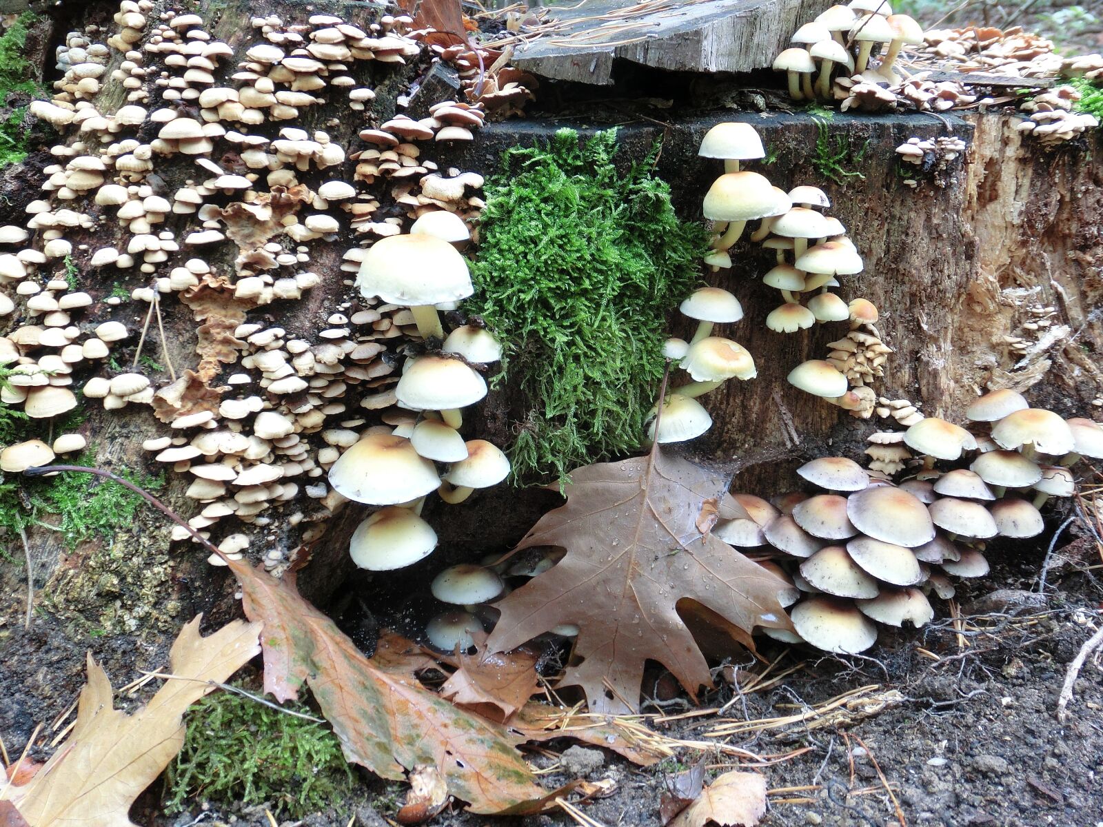 CASIO EX-ZR10 sample photo. Tree fungus, mushroom, autumn photography