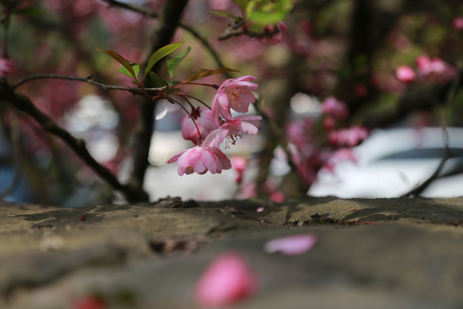 Canon EOS 6D + Canon EF 24-105mm F4L IS USM sample photo. Wood, nature, quarter photography