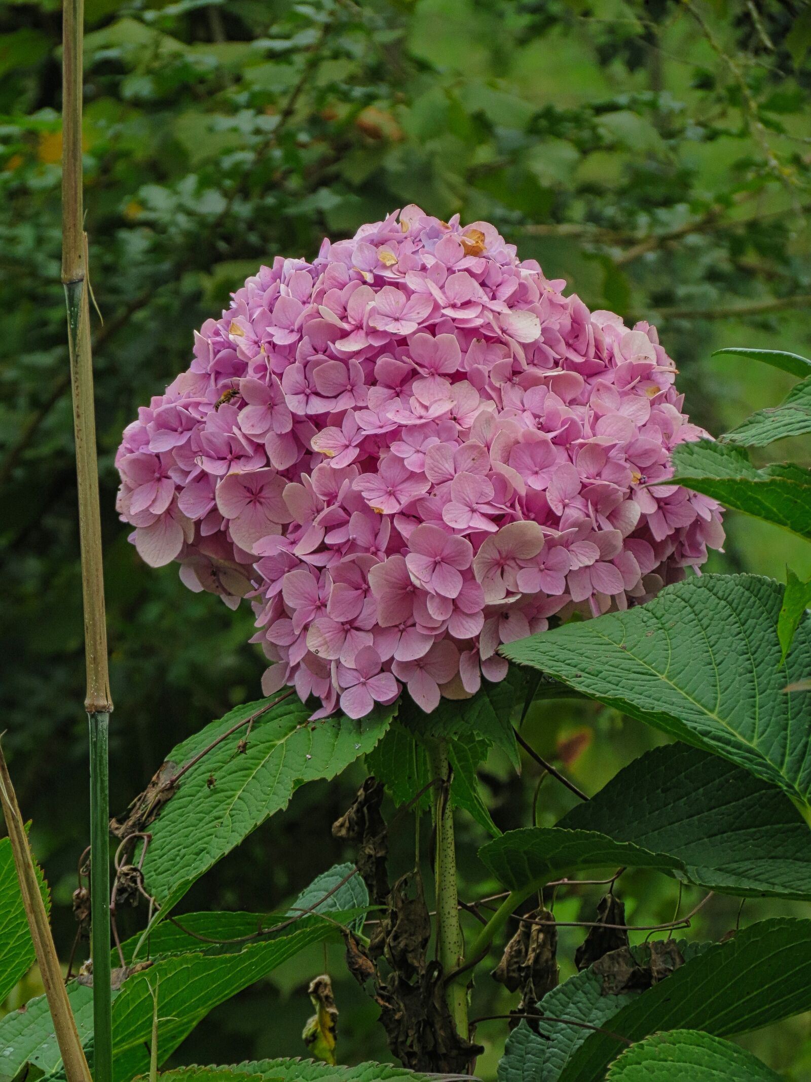Canon PowerShot SX40 HS sample photo. Hydrangea, petals, garden photography