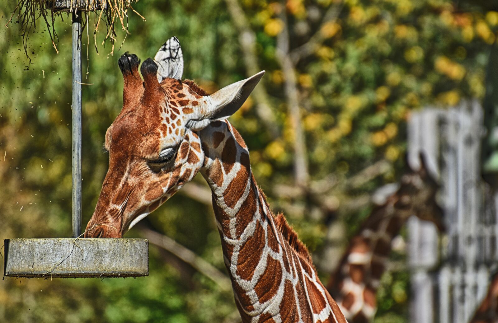 Nikon D7200 sample photo. Giraffe, zoo, animal photography