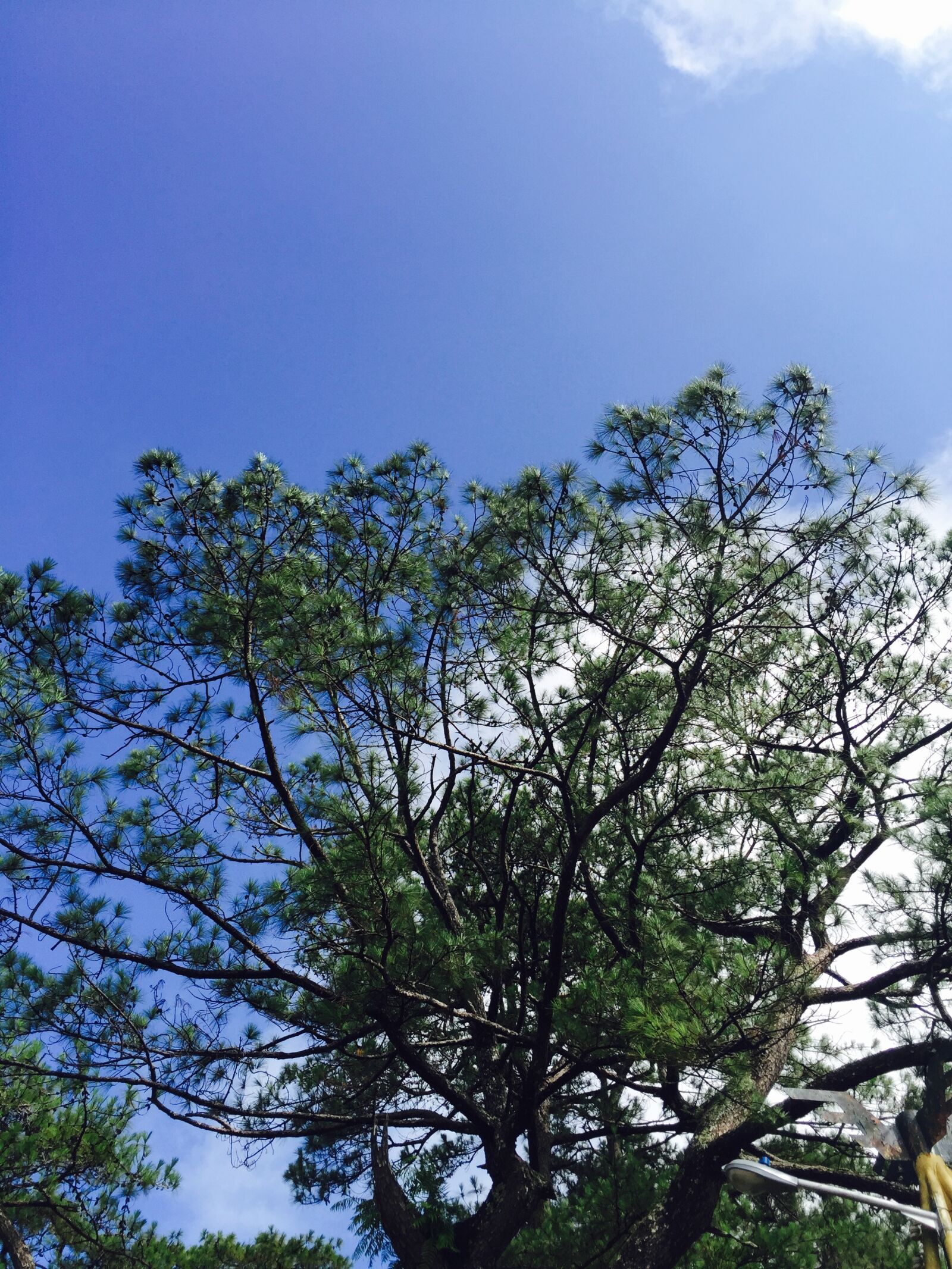 Apple iPhone 6 sample photo. Blue, sky, summer, trees photography