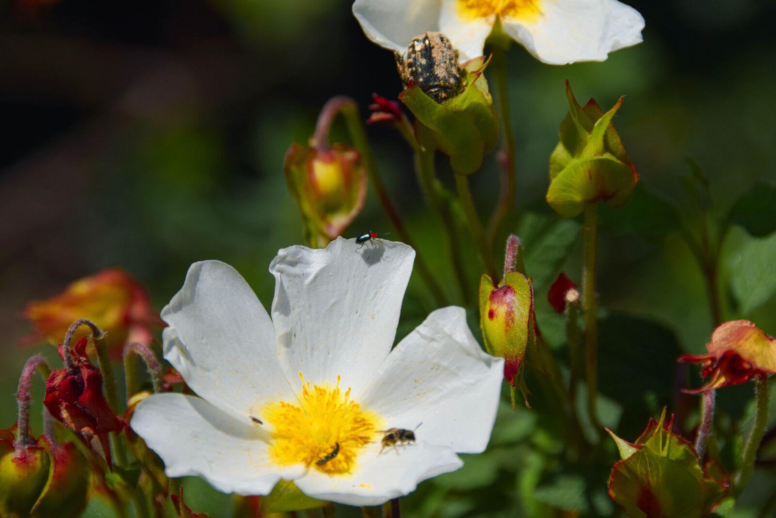 Nikon D5300 sample photo. Nature, insects, plants photography