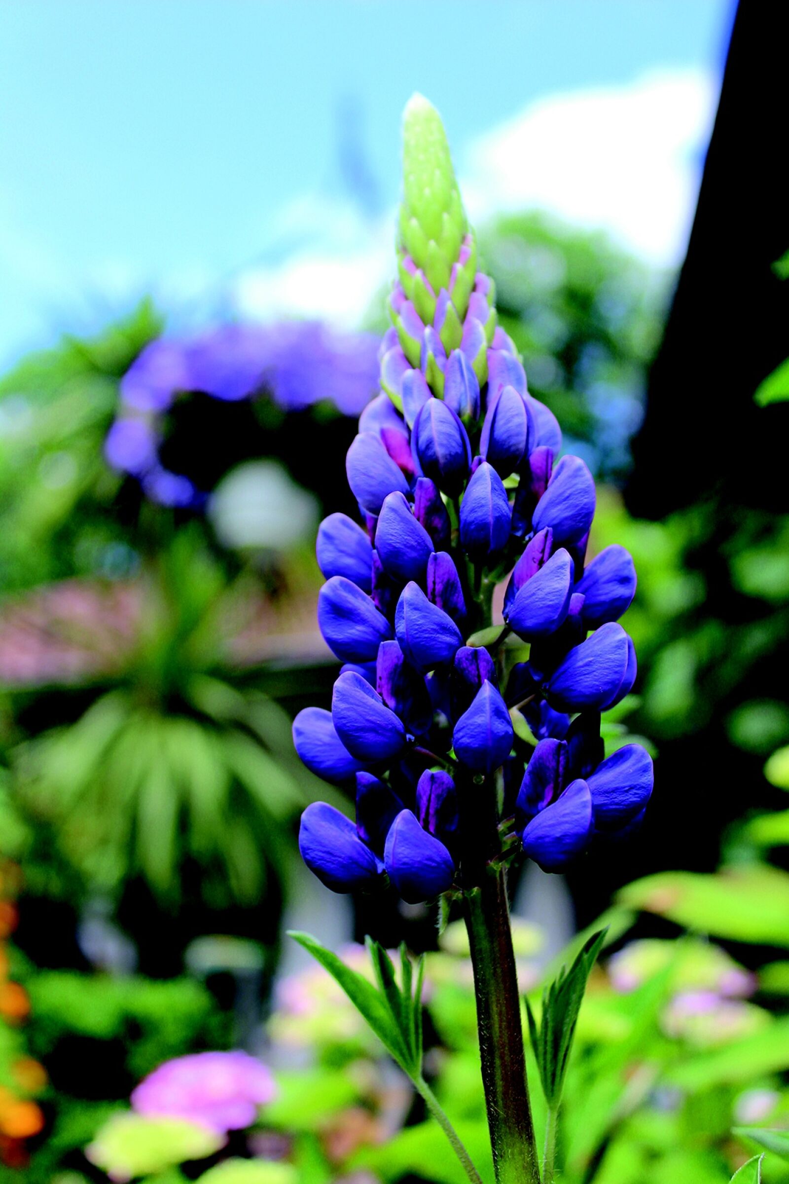Canon EOS 600D (Rebel EOS T3i / EOS Kiss X5) sample photo. Purple, blue sky, sky photography