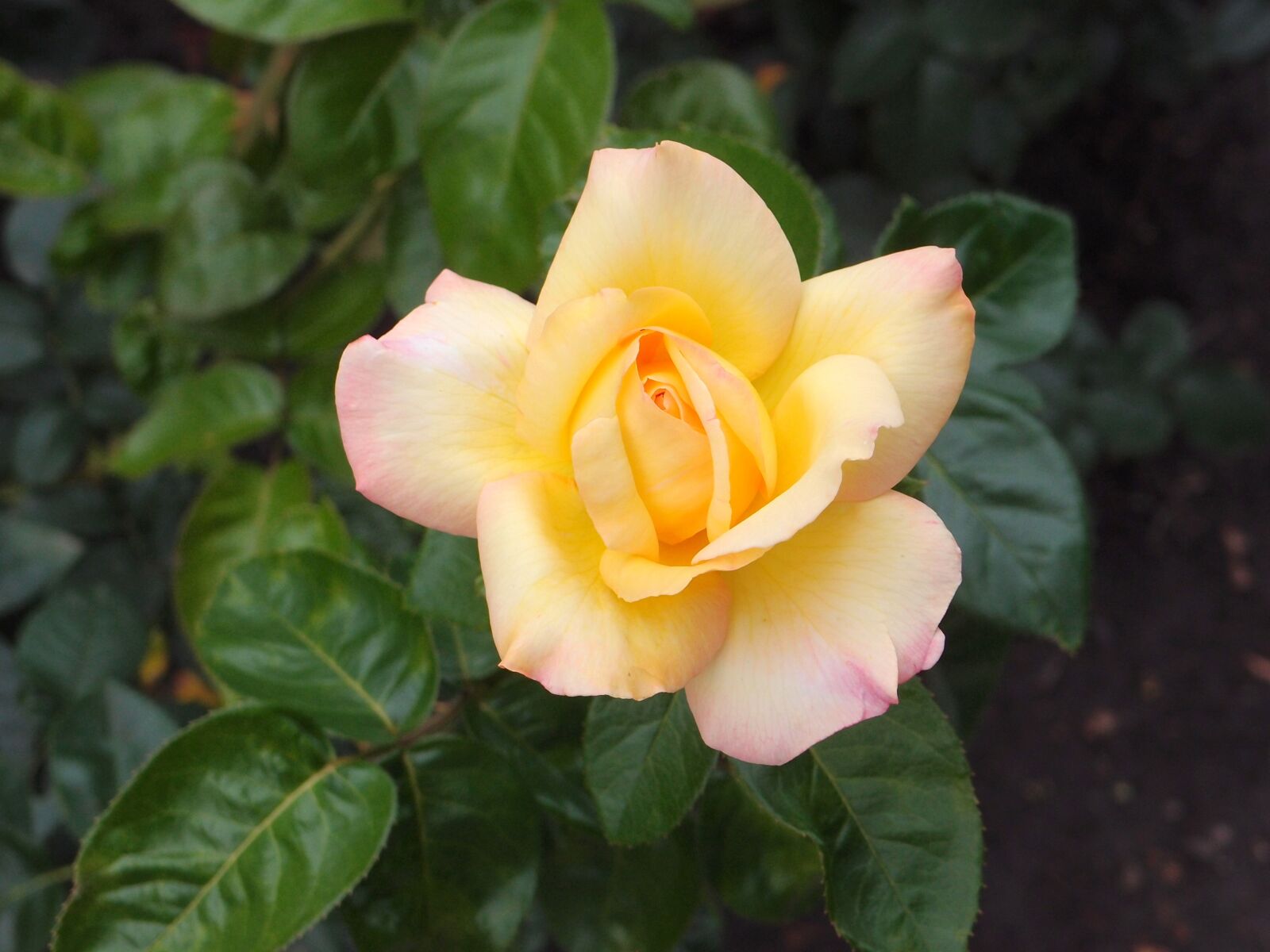 Olympus XZ-1 sample photo. Flowers, garden flowers, flower photography