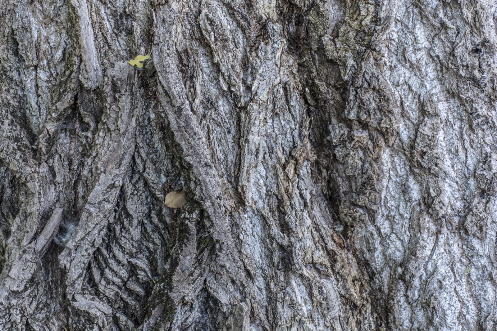 Nikon D7100 sample photo. Tree, bark, nature photography