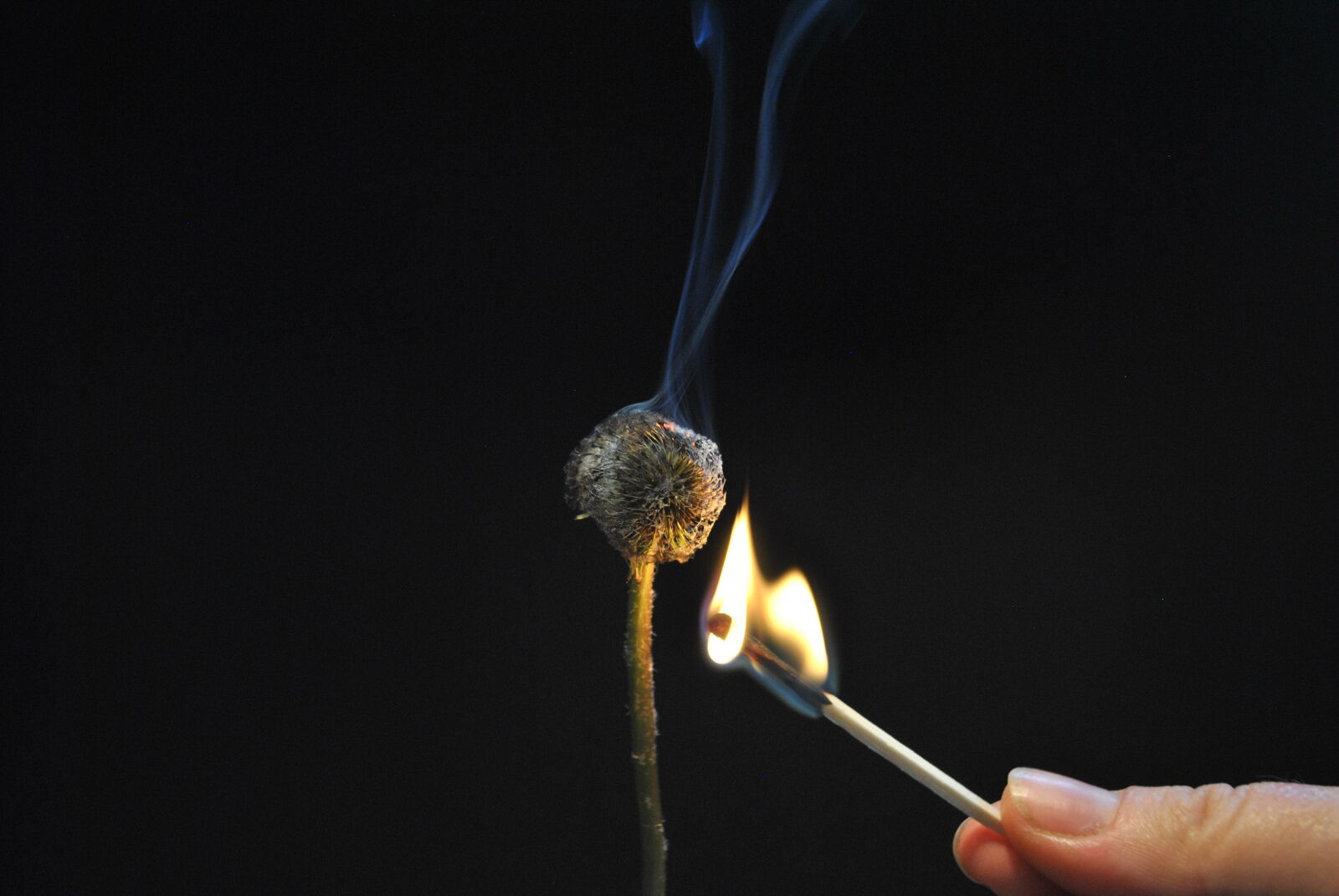 Nikon D3000 sample photo. Flower, fire, light photography