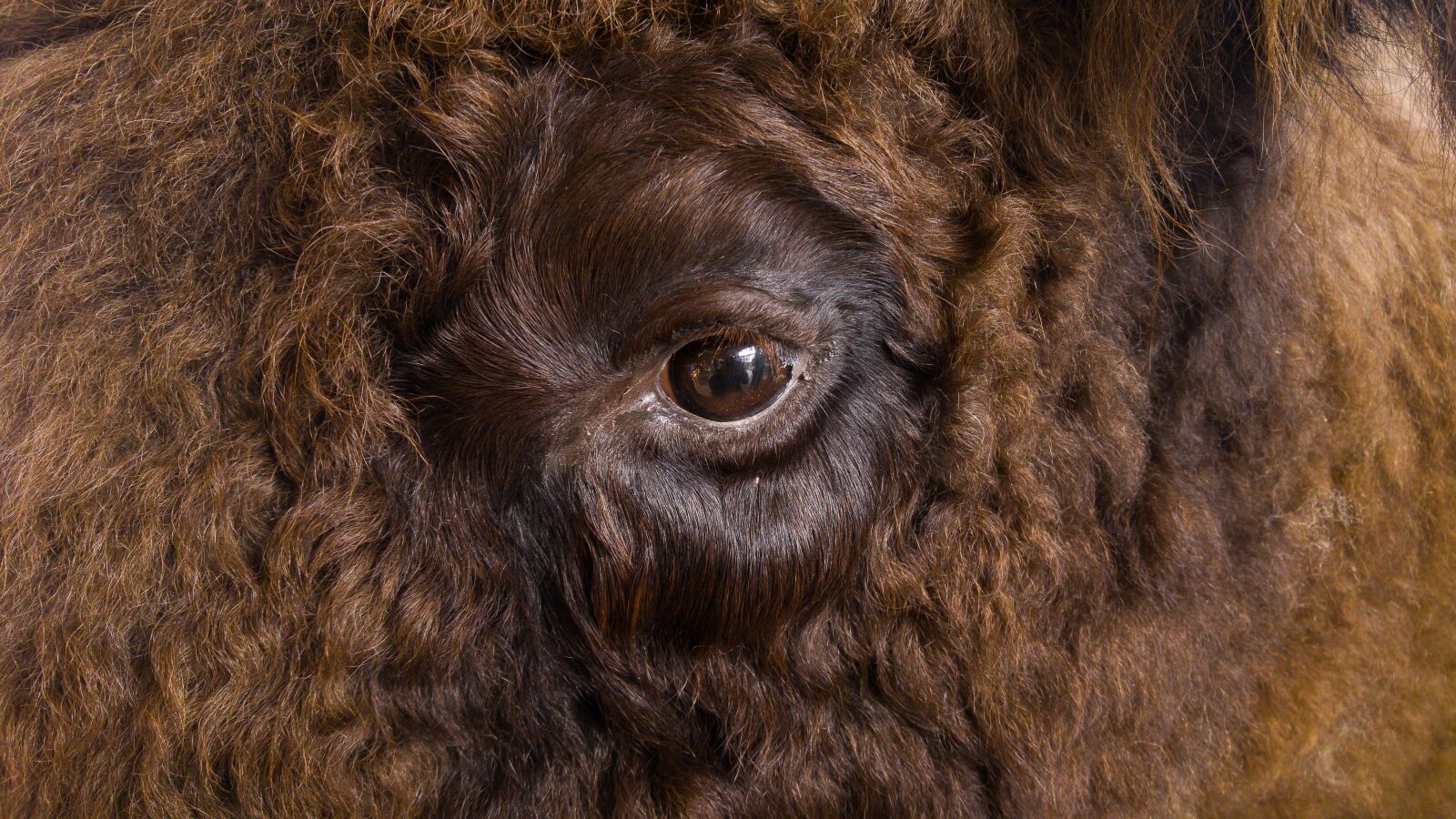 LG G4 sample photo. Eye, bison, fur photography
