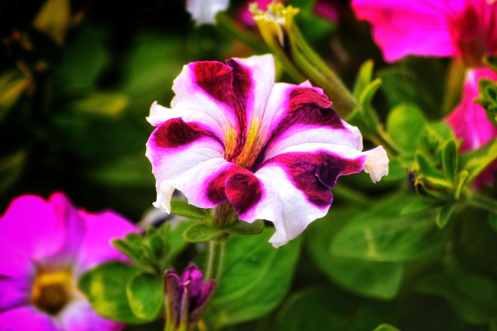 Nikon D5100 sample photo. Petunia, flowers, nyc photography