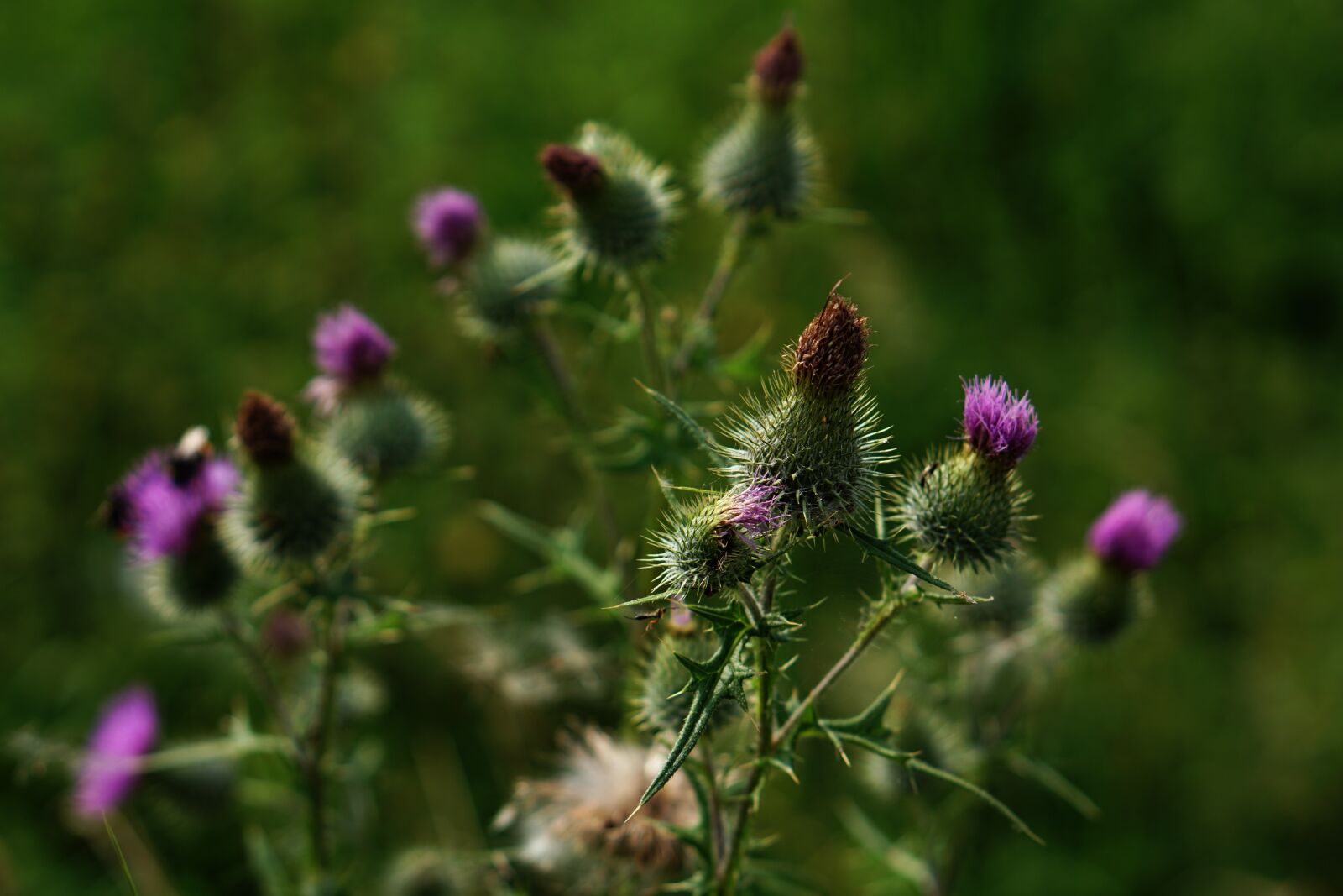 E 50mm F1.8 OSS sample photo. Milk thistle, thistle, purple photography
