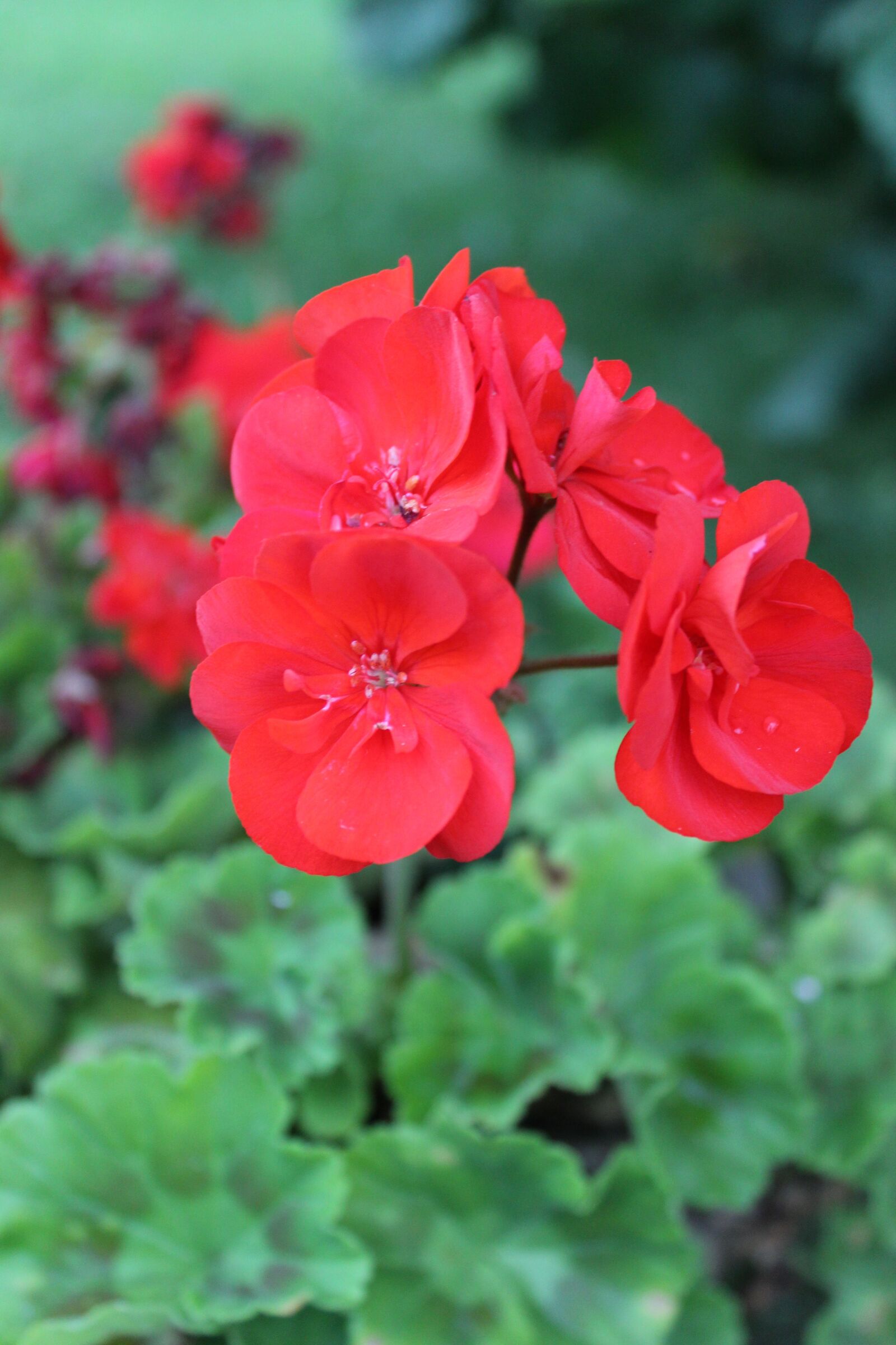 Canon EOS 600D (Rebel EOS T3i / EOS Kiss X5) sample photo. Flower, pink, garden photography