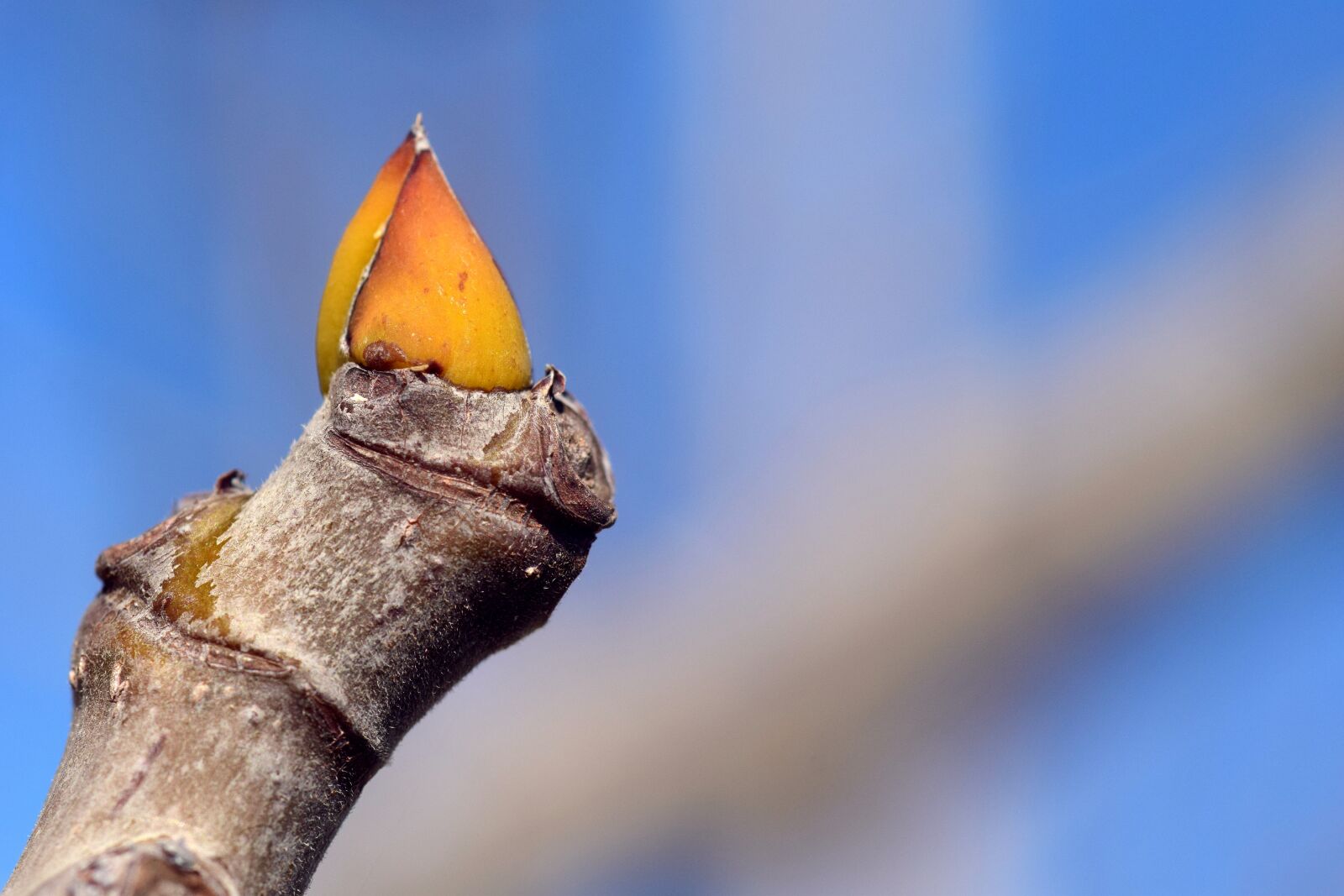 Nikon D3300 sample photo. Engine, branch, spring photography