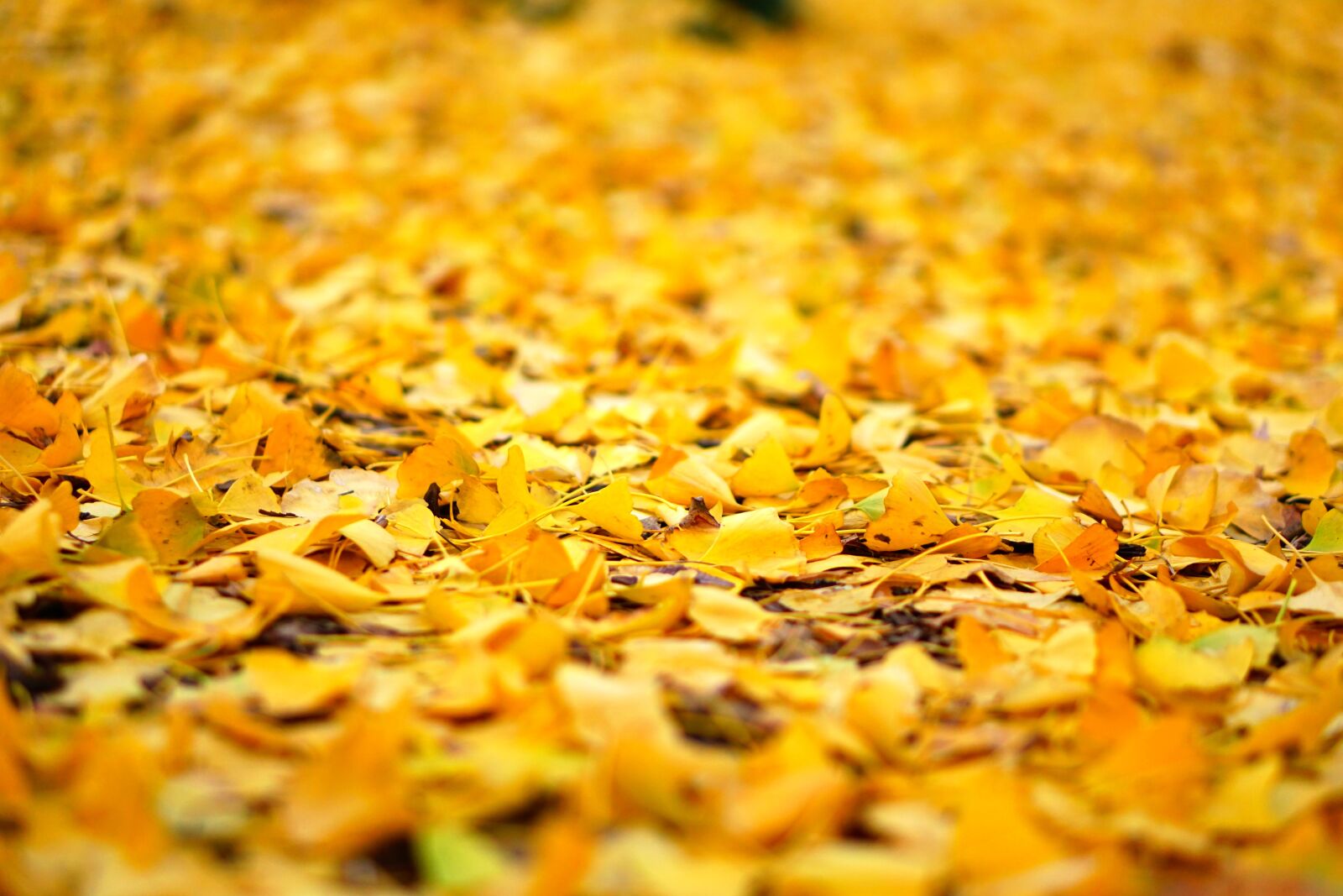 Sony a6000 sample photo. Leaf, autumn, natural photography